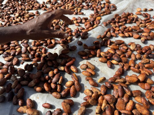 A hand sorting cocoa beans as they dry in the sun.