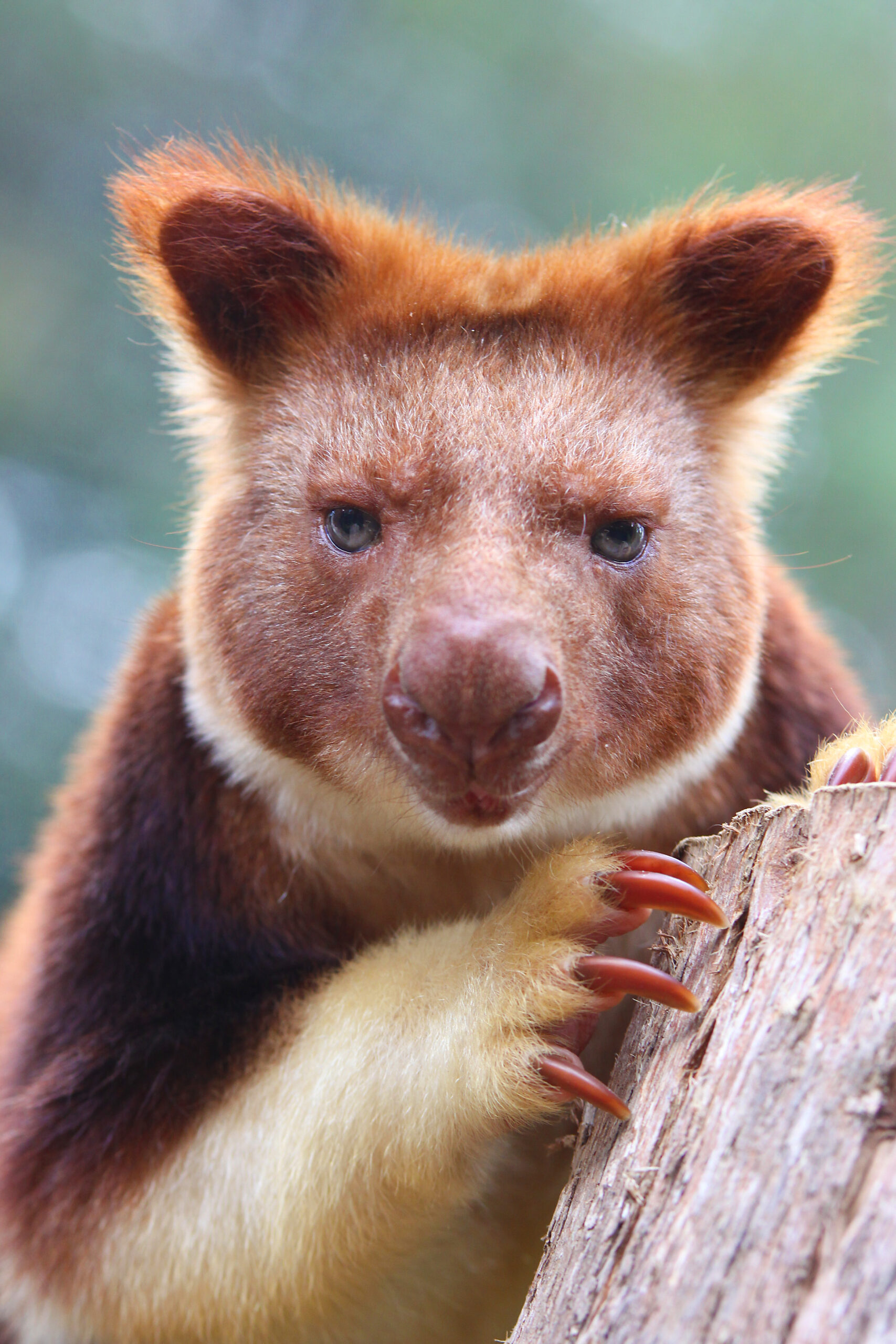 Close-up of a Goodfellow’s tree kangaroo gripping a tree trunk with its long claws.