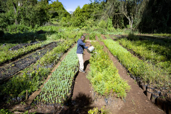 A worker uses a metal watering can to water rows of seedlings in black containers at an outdoor tree nursery.