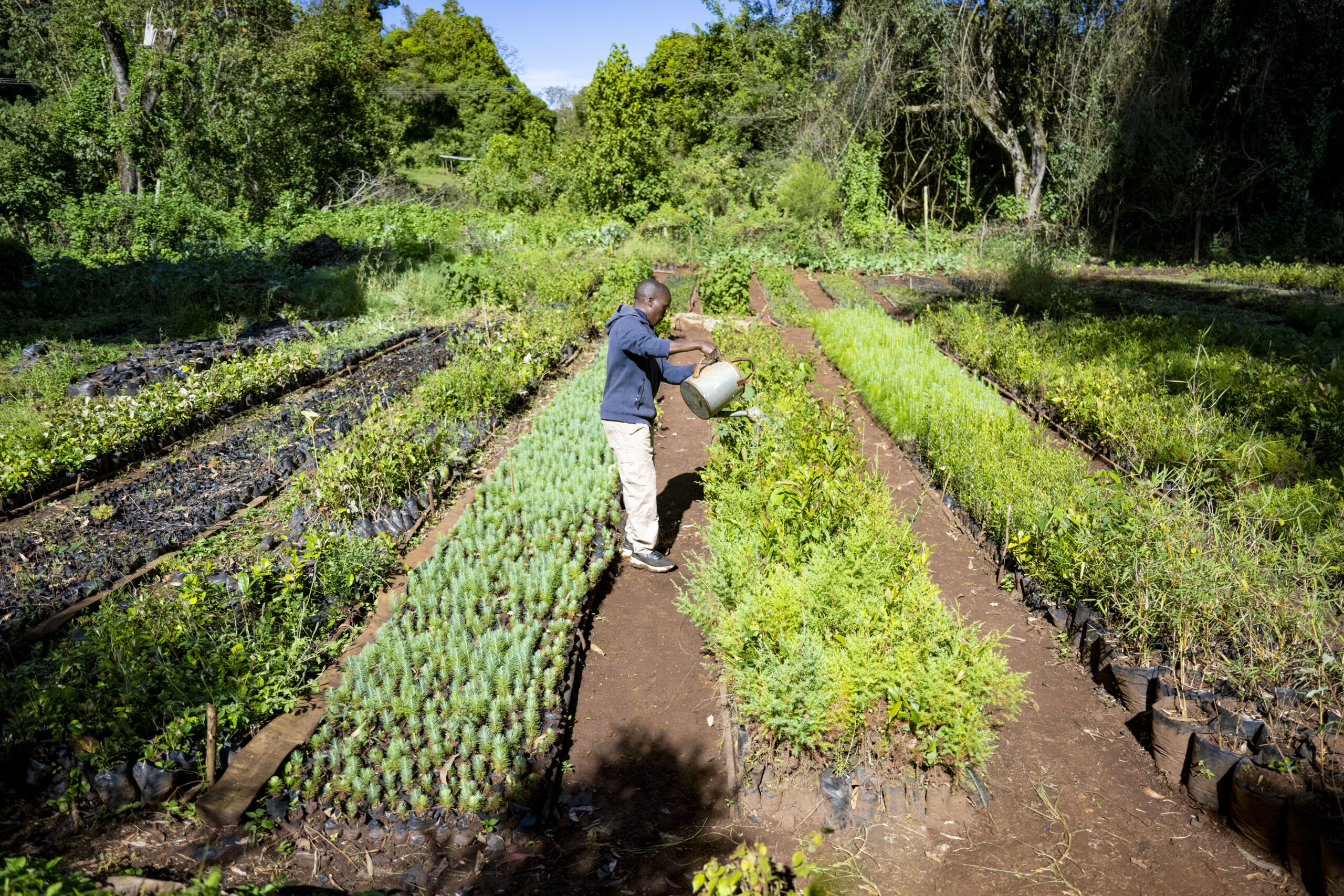 Strengthening policy for tree seed systems
