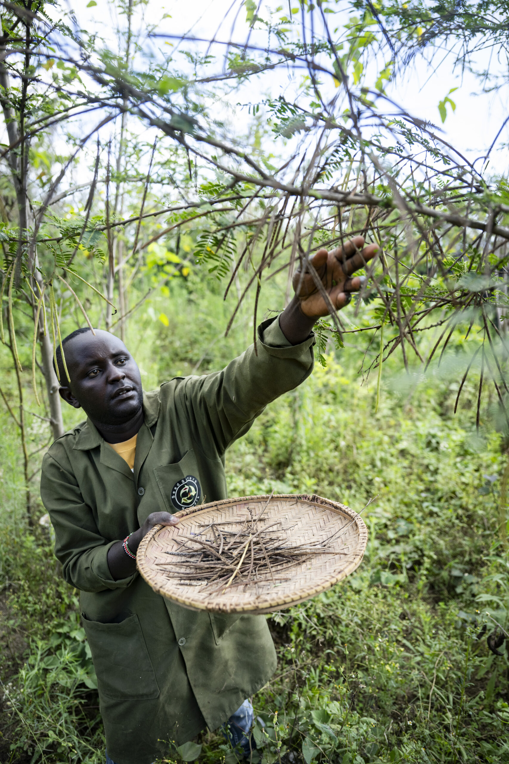 A man in a green coat reaches for dry seed pods hanging from a tree while holding a woven collection tray.
