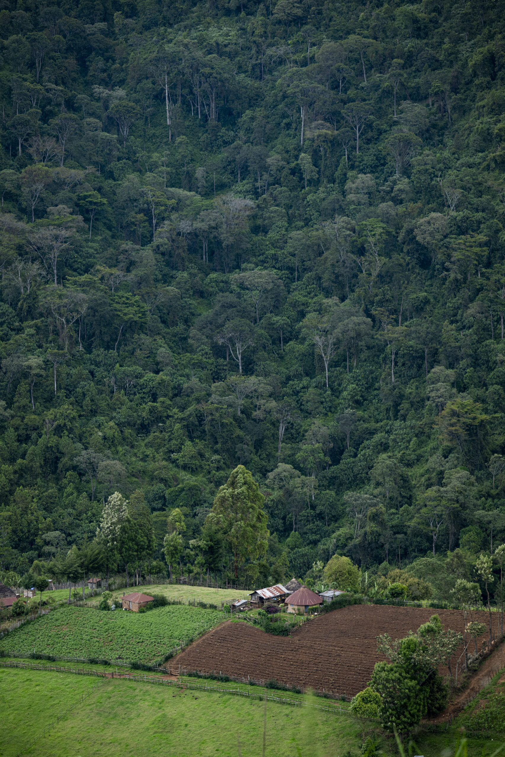 Cultivated fields, fenced plots and several small homes stand below a steep hillside covered in dense forest.