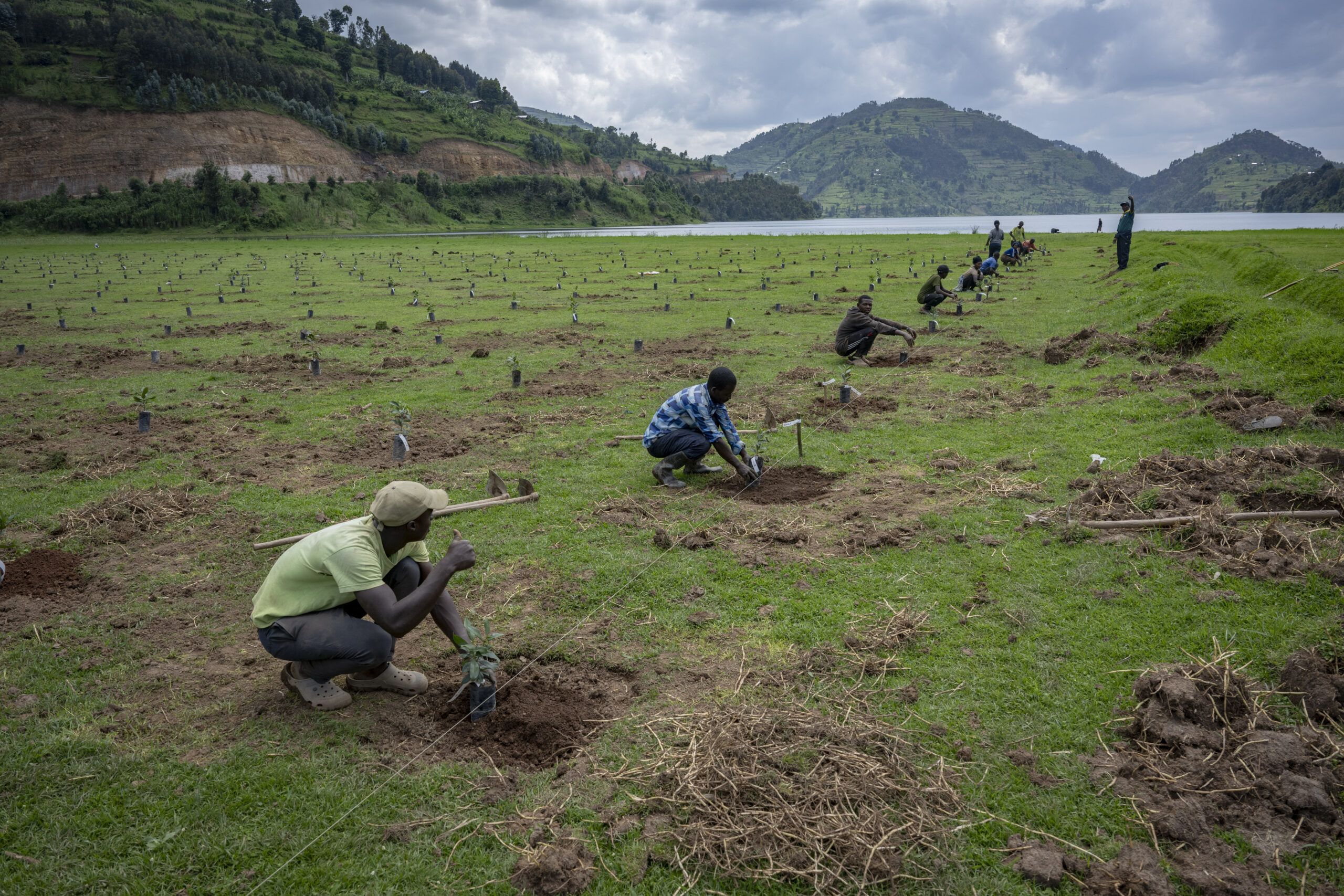 Workers plant young trees in marked rows across a grassy field beside a lake, with terraced green hills in the background.