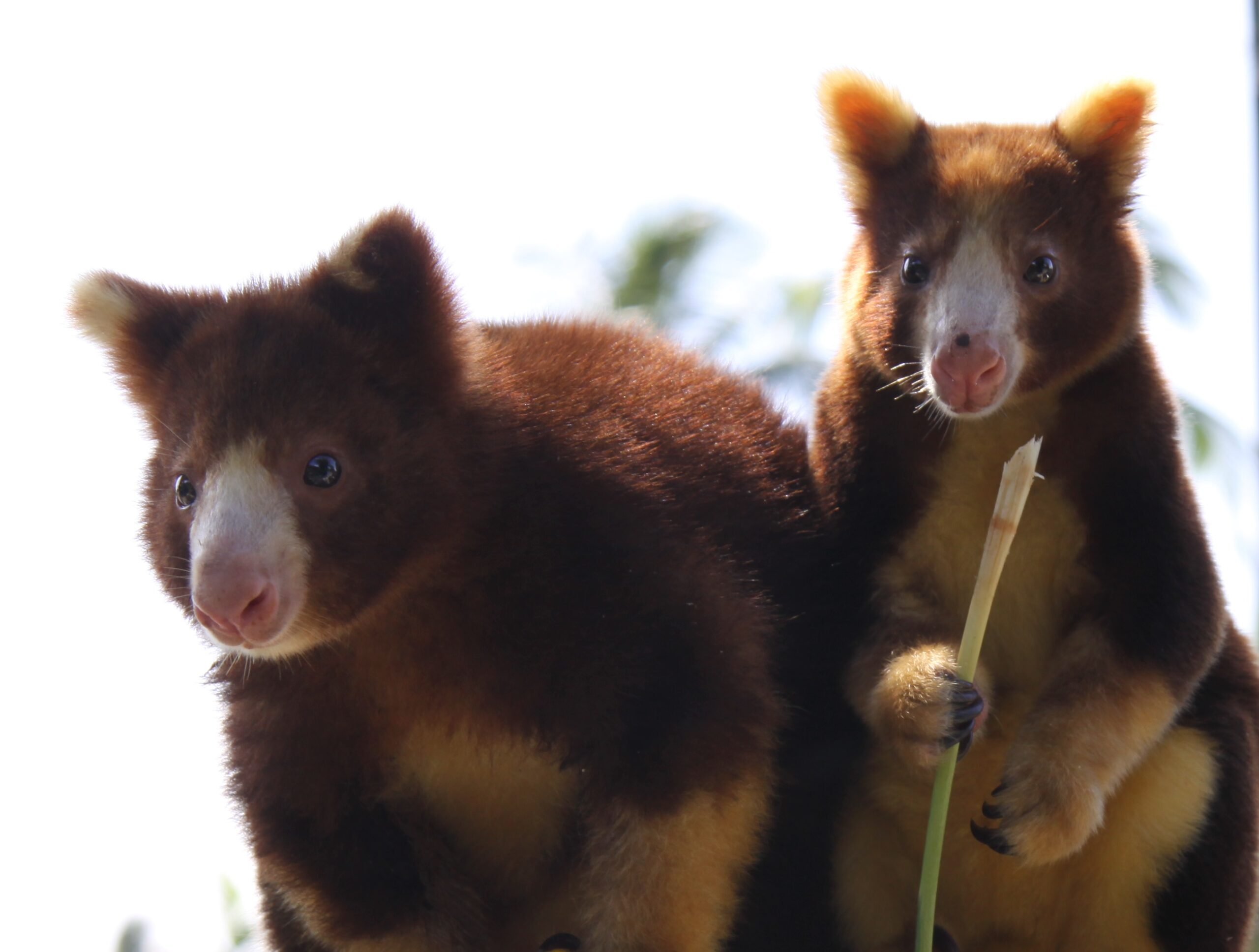 Two Matschie’s tree kangaroos perched together, one holding a slender plant stem.