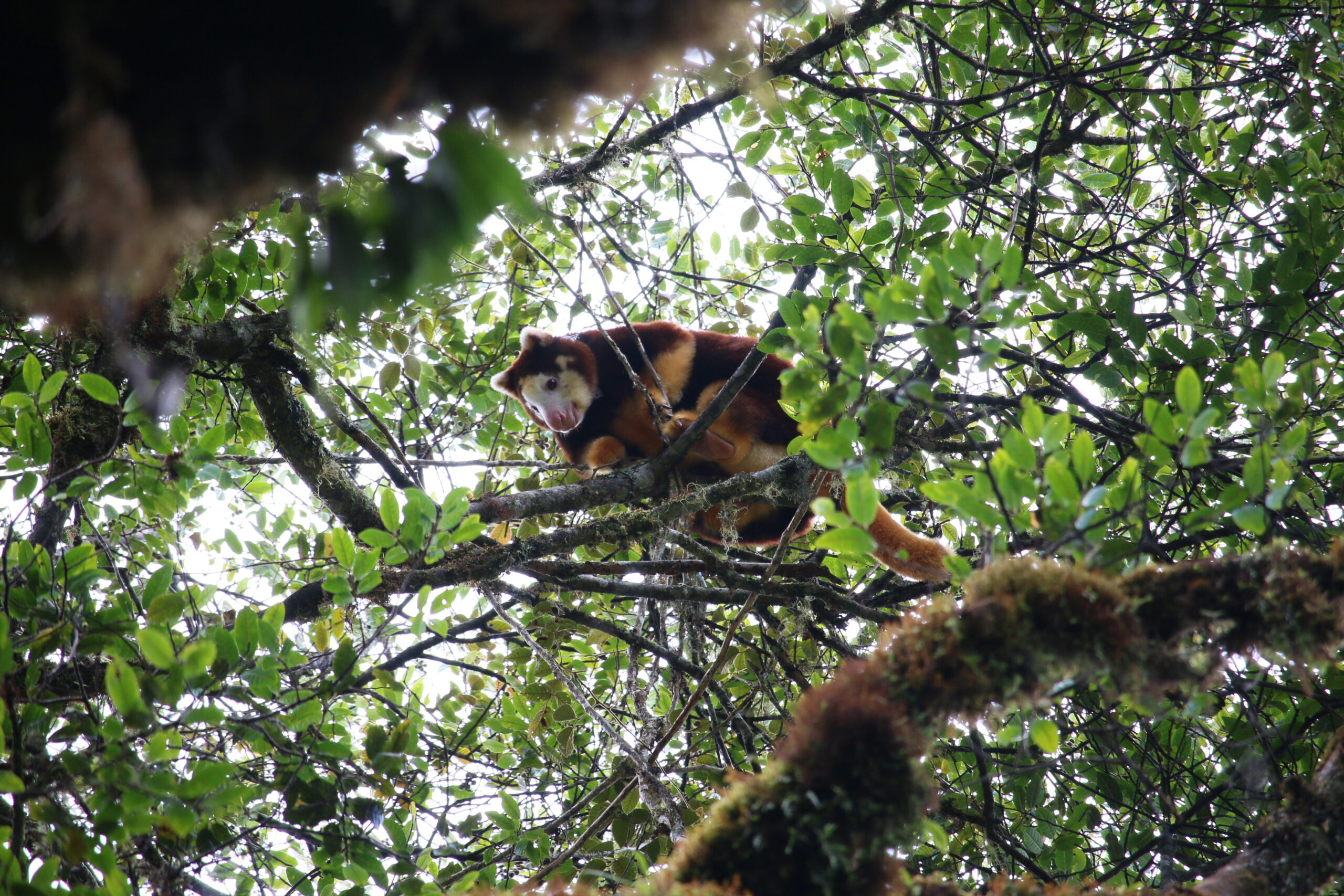 A Matschie’s tree kangaroo perched on a moss-covered branch high in the forest canopy.