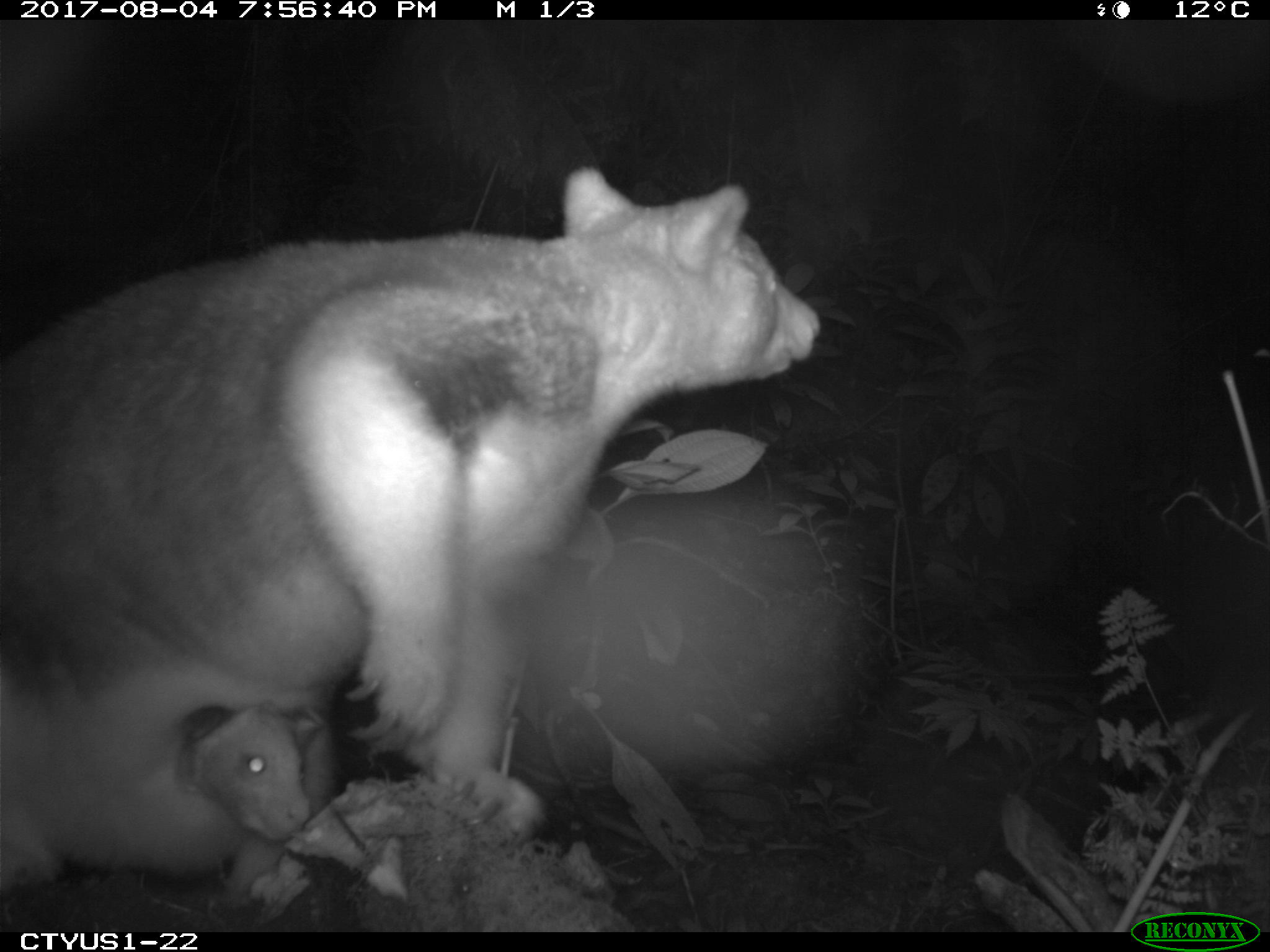 A tree kangaroo carrying a joey captured at night by a camera trap in the YUS Conservation Area, Papua New Guinea.