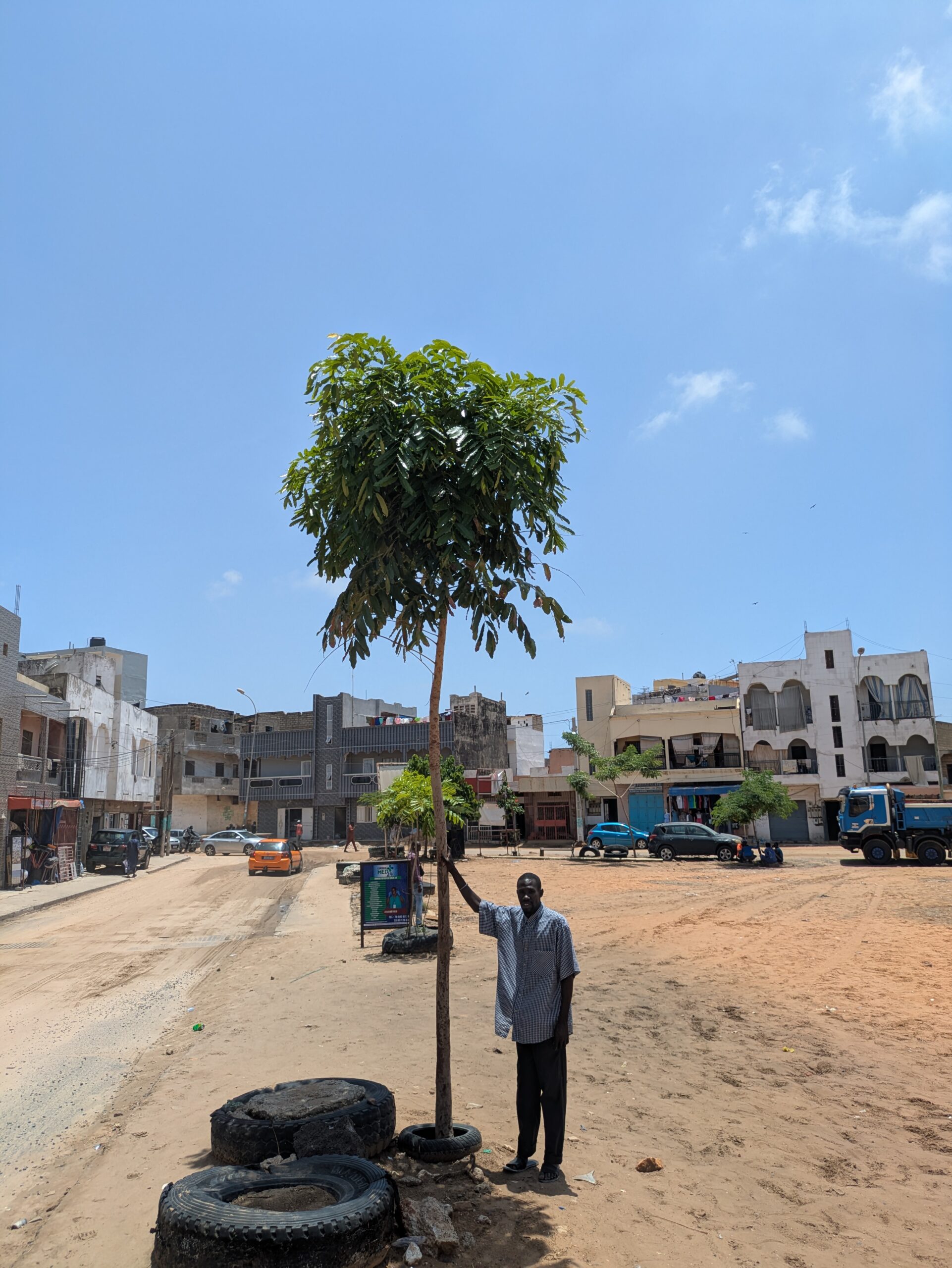 A man stands beside a young tree planted in a sandy urban public space, supported by tyres around its base.