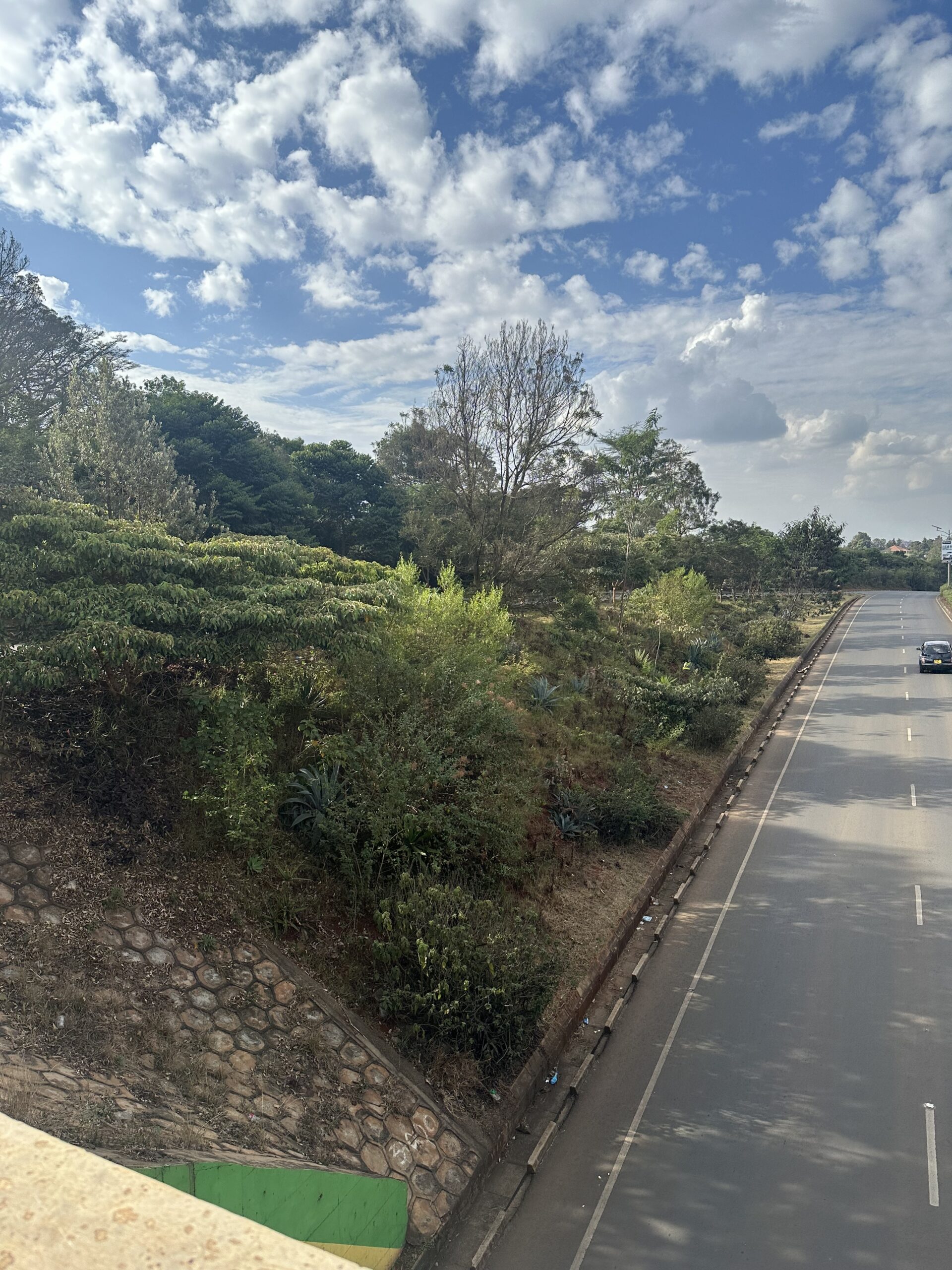 A tree-covered roadside slope beside a paved road, with diverse vegetation and undergrowth.