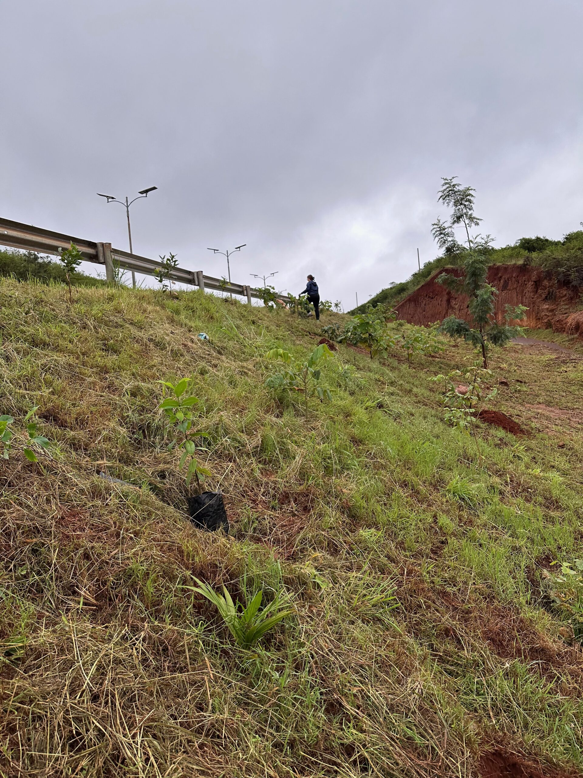 Young trees and other vegetation growing on a steep roadside slope beside Nairobi’s link road, with a pedestrian walking near the road above.