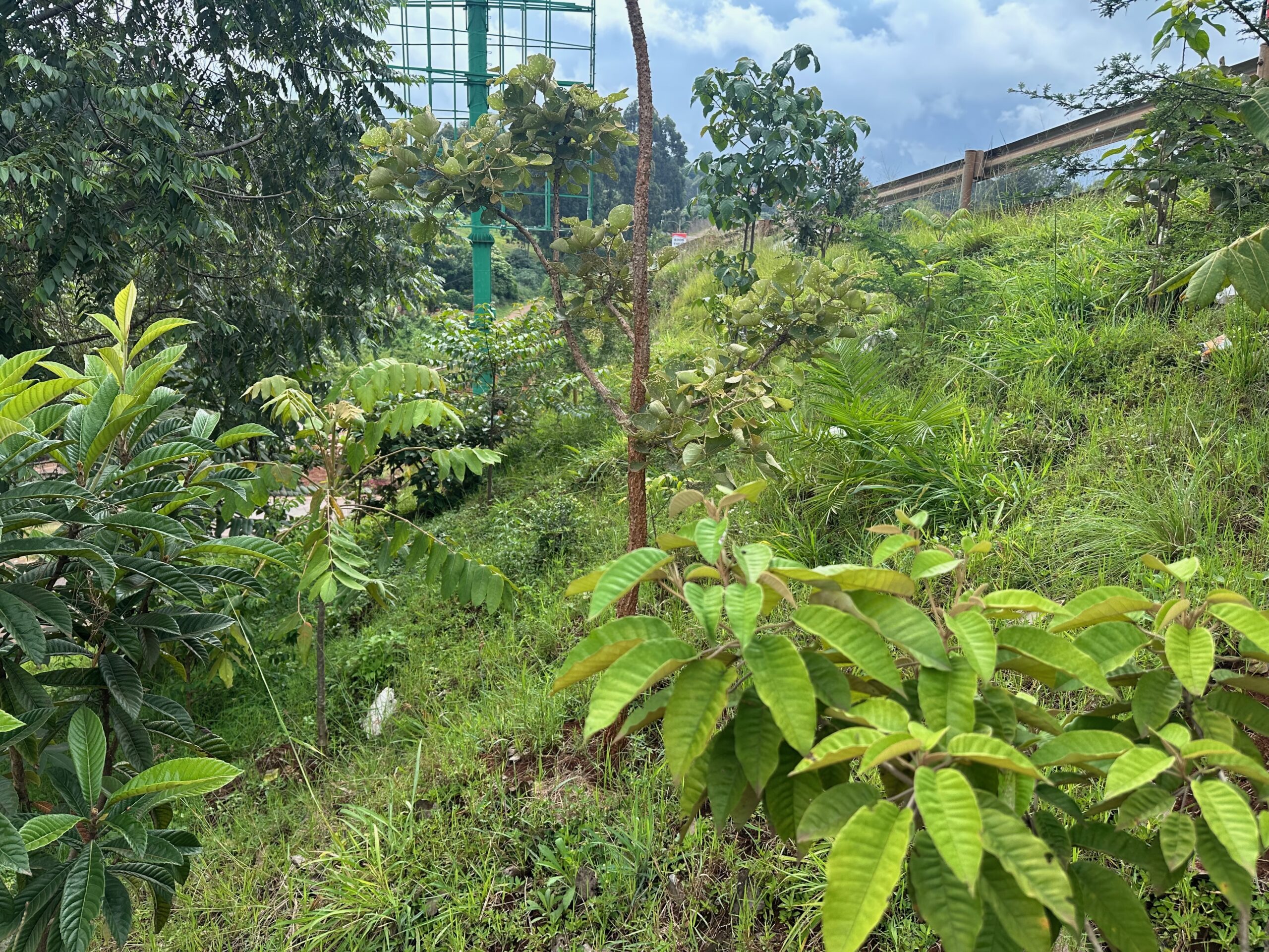 Dense vegetation including young trees, shrubs and grasses growing on a steep roadside slope beside Nairobi’s link road.