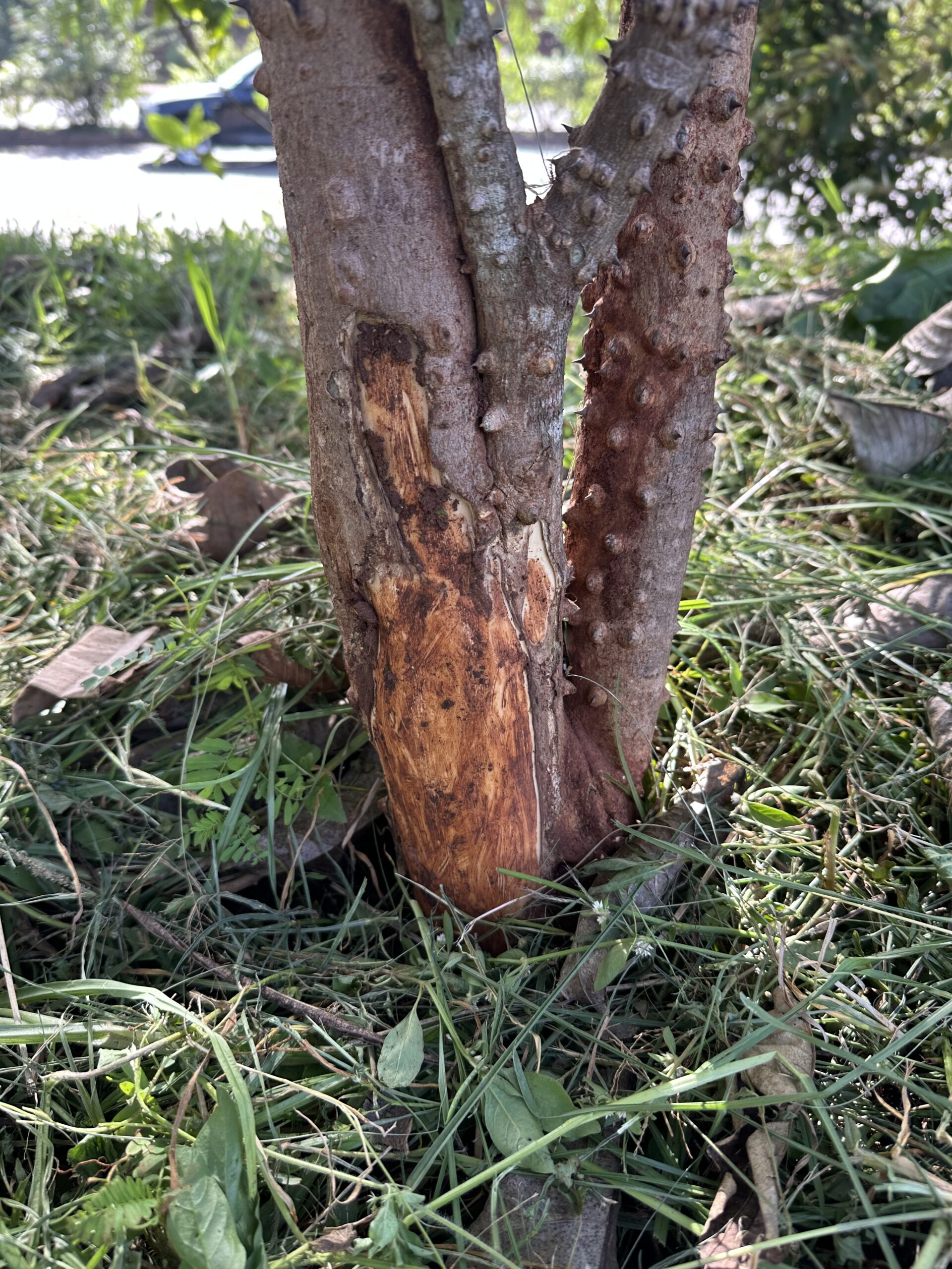 Close-up of a tree trunk with large sections of bark stripped away, surrounded by grass and other roadside vegetation.