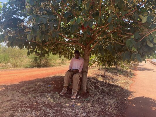 pedestrian sits in the shade of a mature Meru oak tree beside a road.