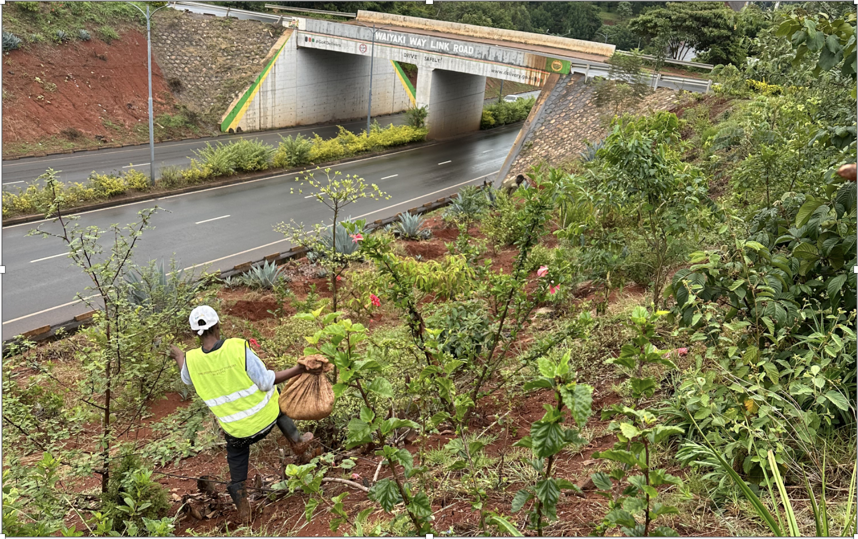 A worker in a high-visibility vest carries a sack of manure through vegetation planted on a landscaped slope beside the Wayaki Way Link Road in Nairobi.