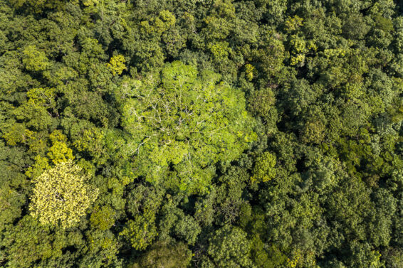 Aerial view of dense tropical forest in the Congo Basin.