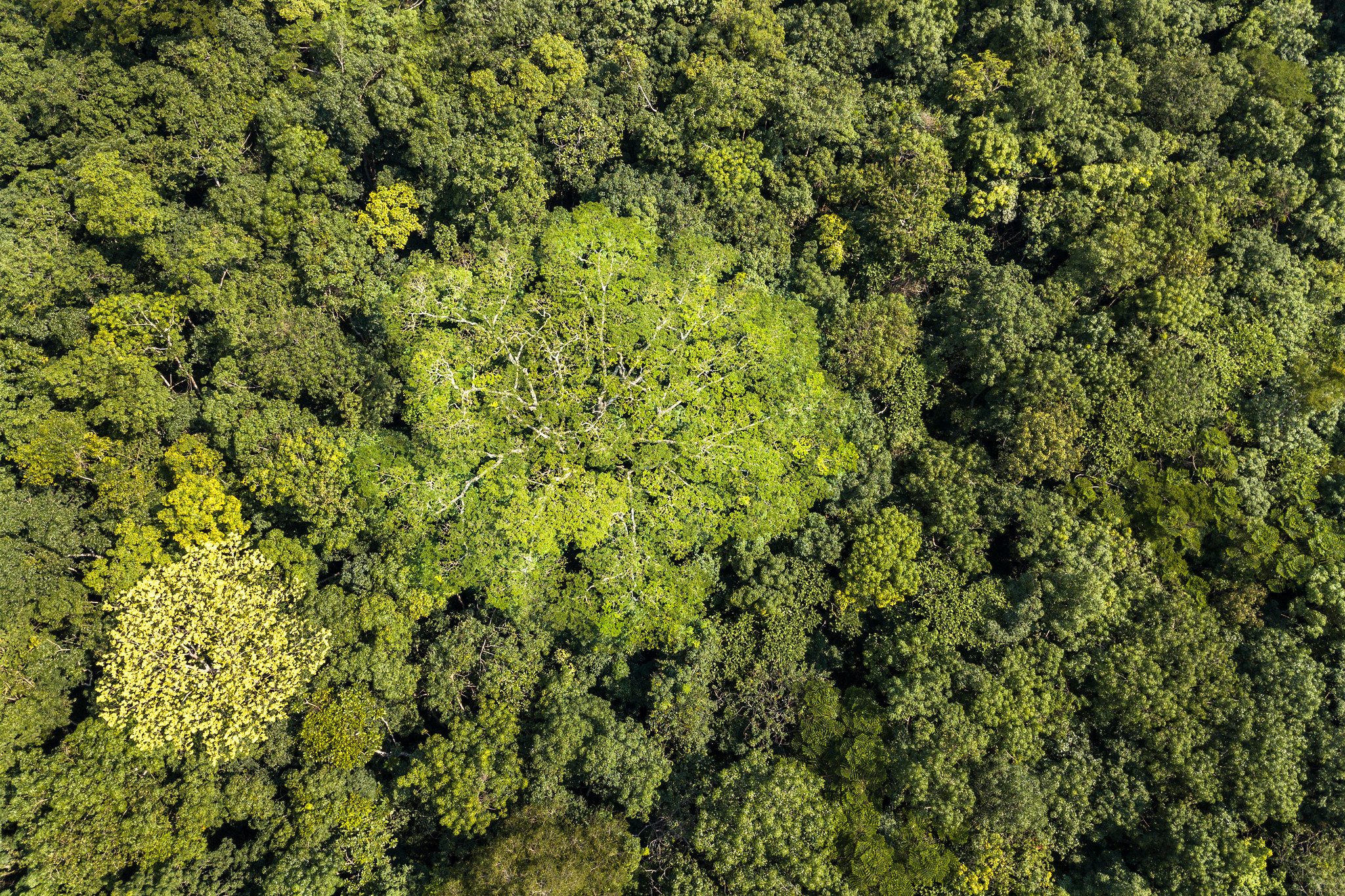 From promises to practice: Are Congo Basin forest agreements delivering?