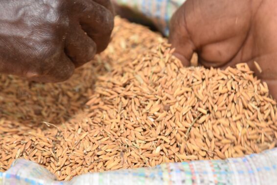 Rice grains collected after harvest, held over a rice sack.