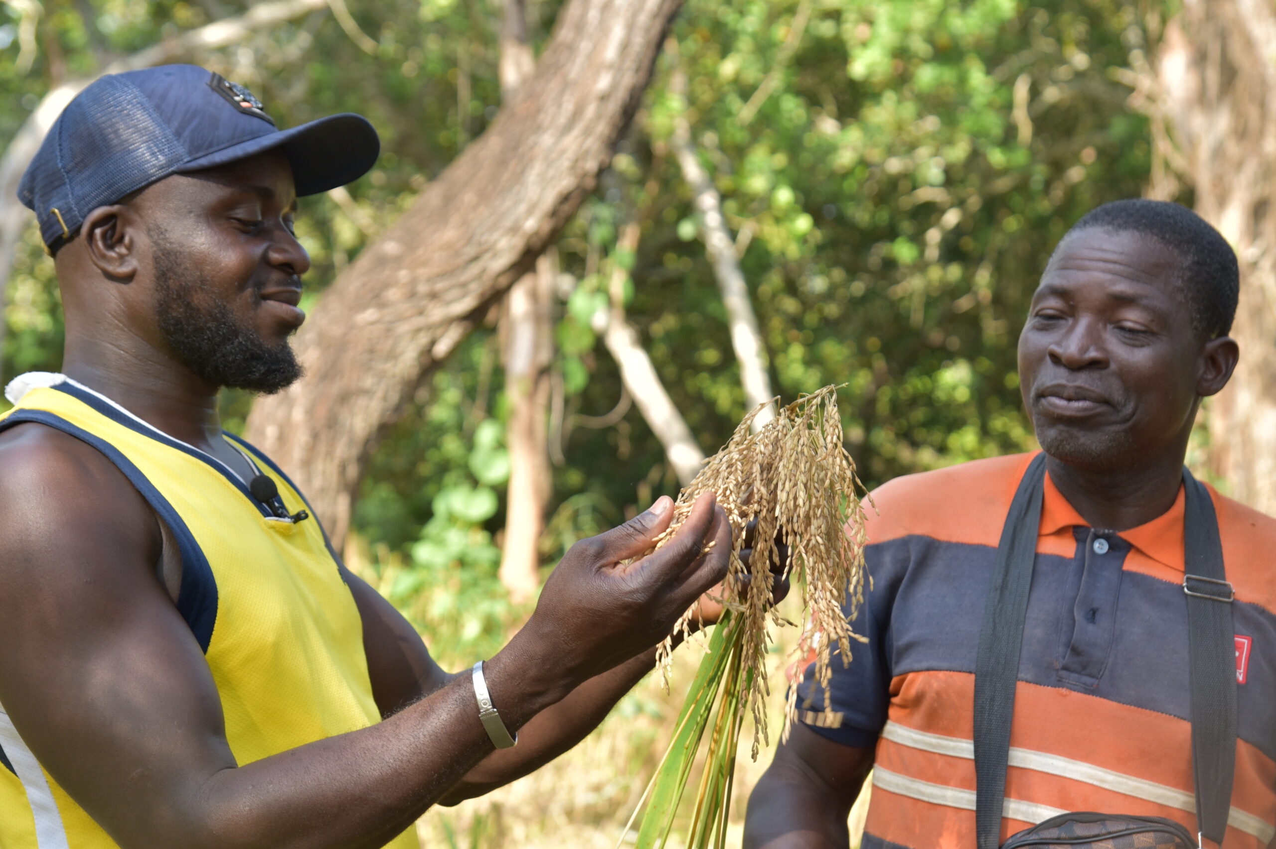 Two men discuss a bundle of harvested rice.