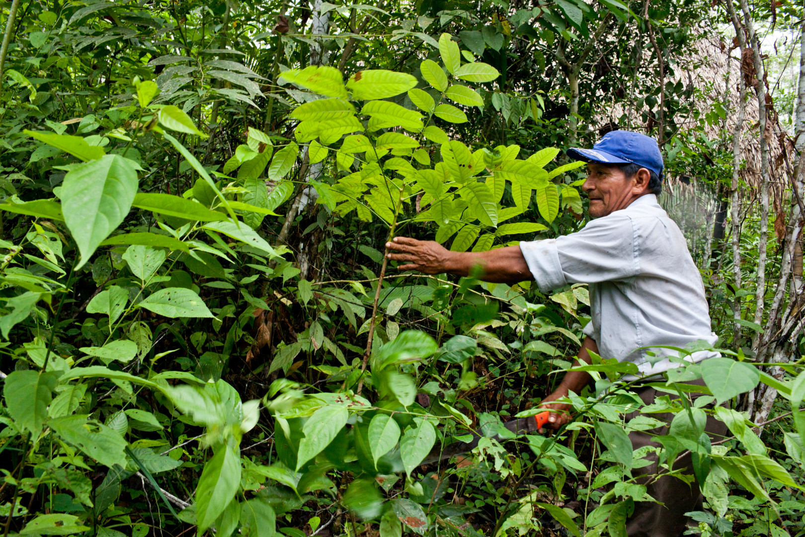 Purmas: cuando la chacra descansa, el paisaje se reconecta
