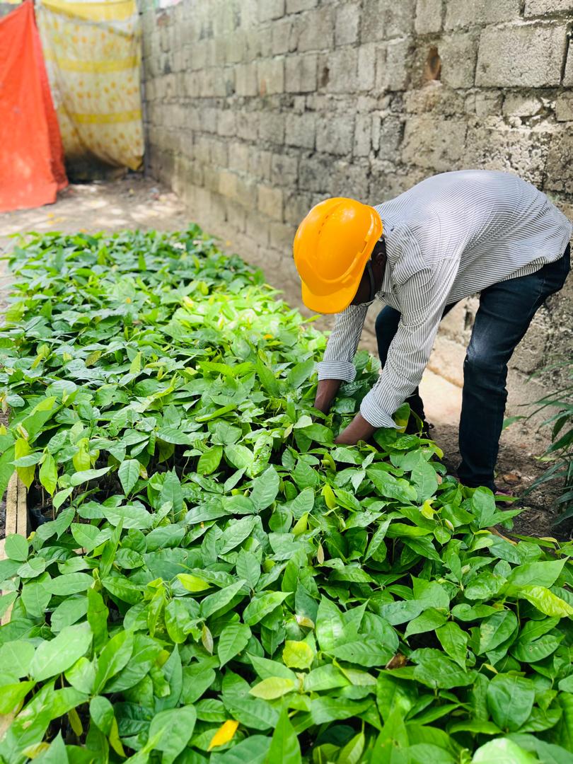 Héritier Litoma Wewe wearing a yellow hard hat and inspecting young cocoa seedlings in a nursery.