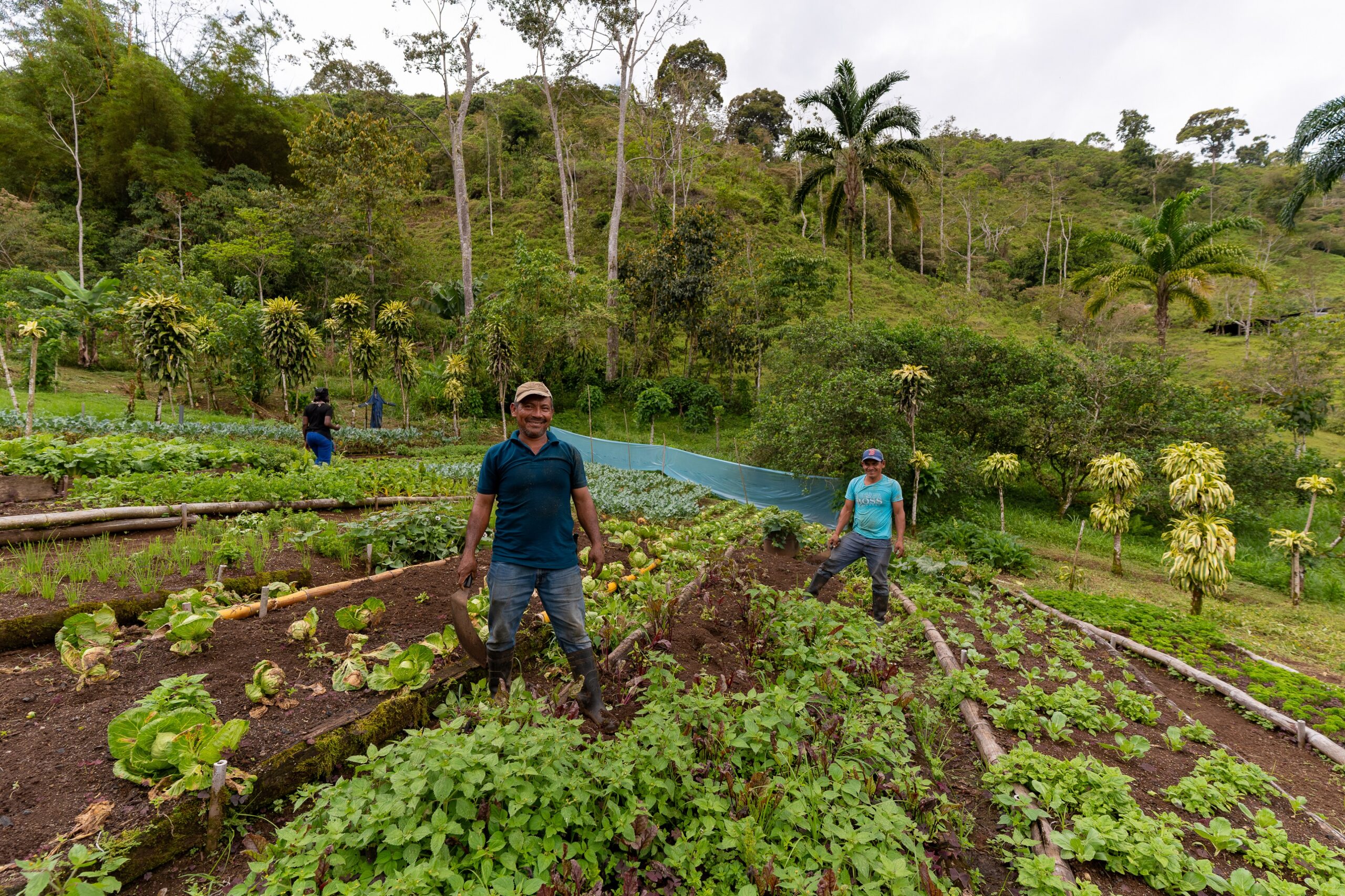 Two farmers stand among vegetable beds at Los Helechos Farm, with trees and crops covering the surrounding hillside.