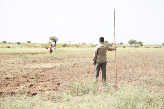 Men marking planting points with wooden pegs at the Kaaho Kabribayah seed orchard site.