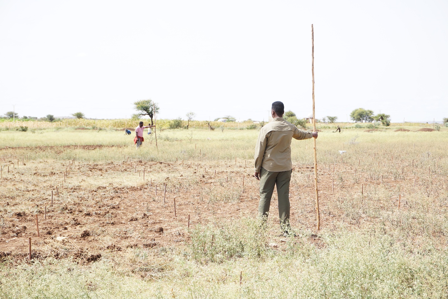 Planting the foundations of the Somali Region’s first tree seed system