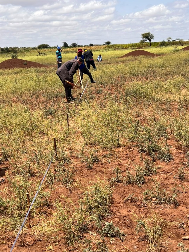 Pits prepared for planting Moringa stenopetala at the Kubijaro Gursum seed orchard site.
