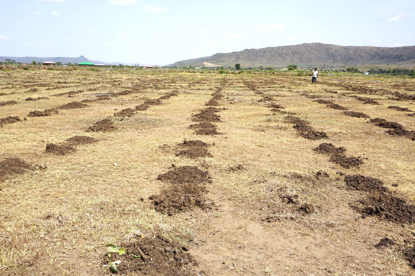 Pits prepared for planting Moringa stenopetala at the Kubijaro Gursum seed orchard site.
