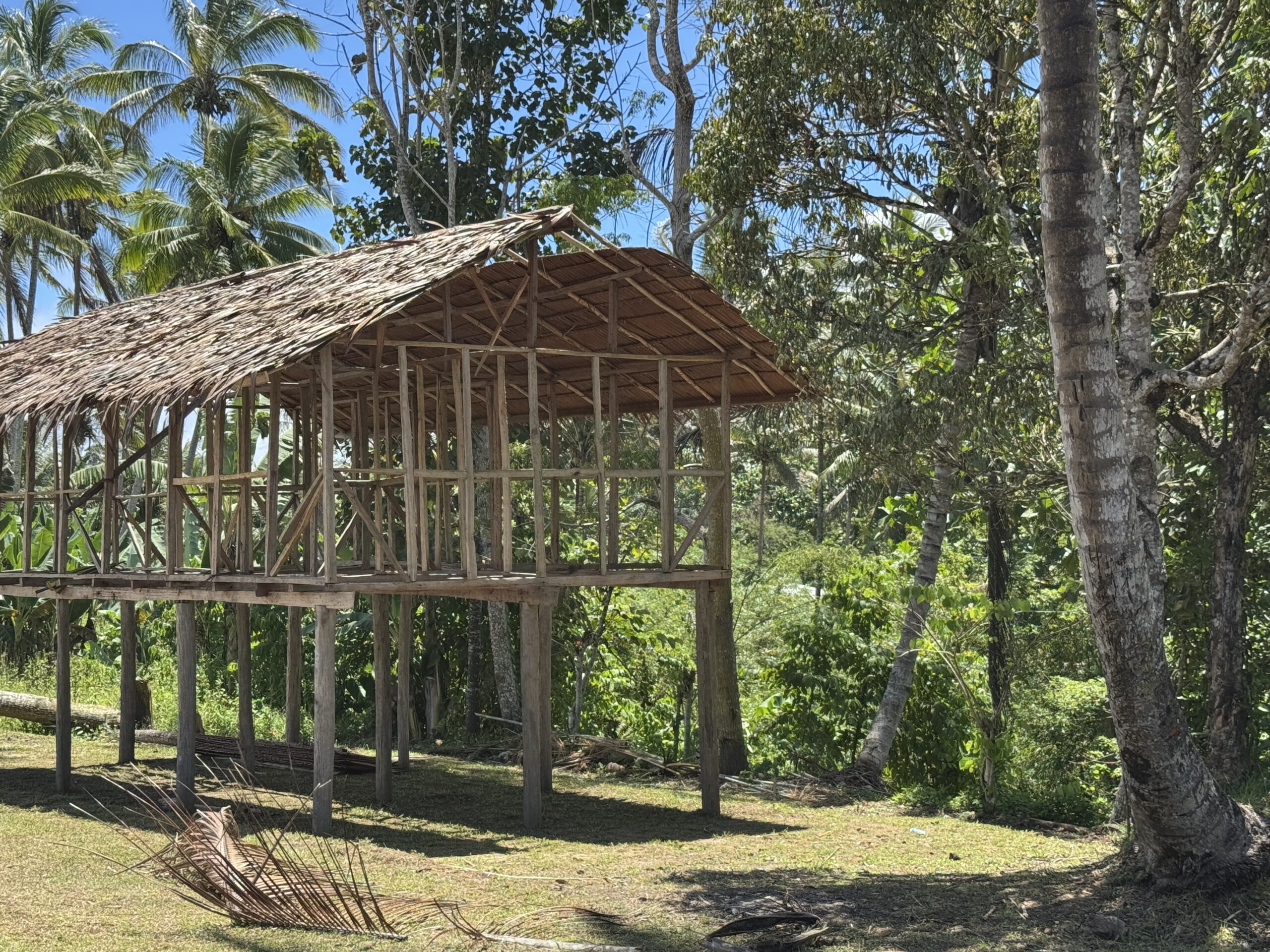Timber frame of a raised house under construction, with a partially thatched roof, surrounded by tropical trees and coconut palms near Kawowogi Village, Papua New Guinea.