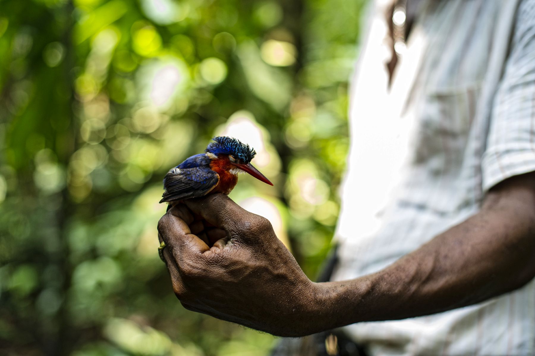 COP17: claves para conciliar el aprovechamiento y la conservación de las especies silvestres