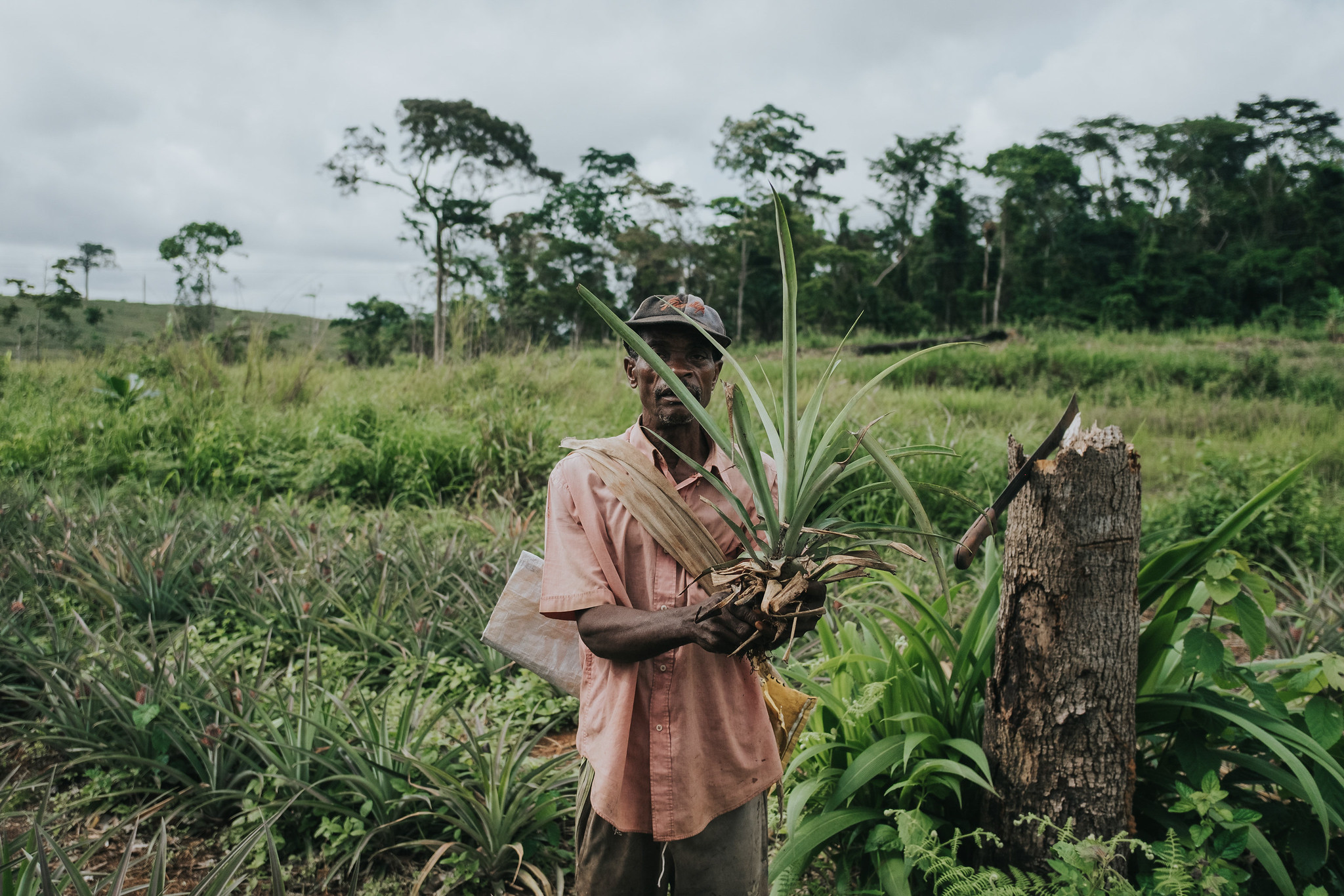 A farmer holding harvested pineapples stands among pineapple plants in a field in Cameroon.