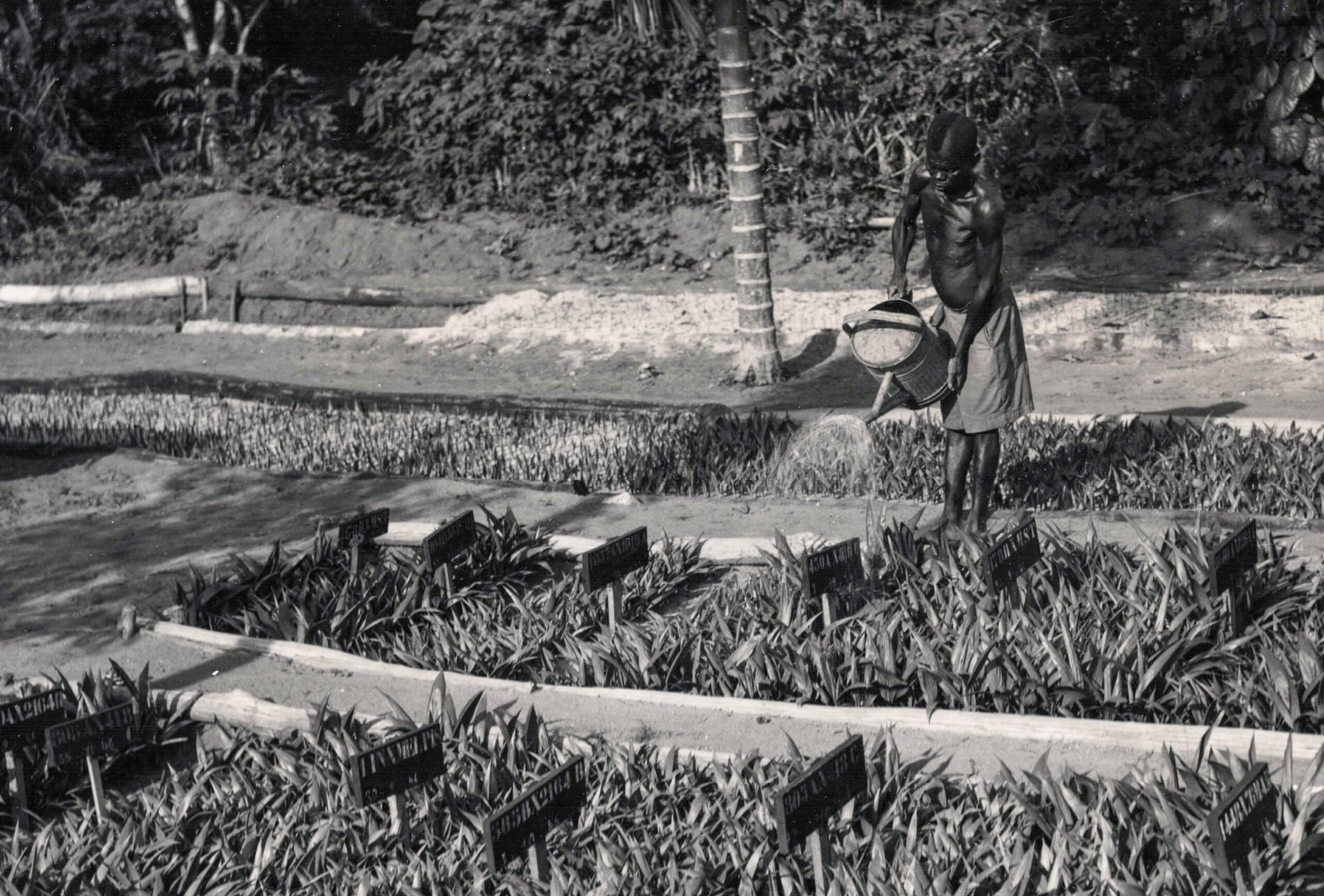 Oil palm seedlings growing in an experimental nursery at Yangambi during the INEAC period.