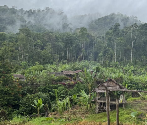A rural hamlet on Papua New Guinea’s Managalas Plateau, surrounded by dense tropical forest, with traditional houses and a raised timber shelter in the foreground.