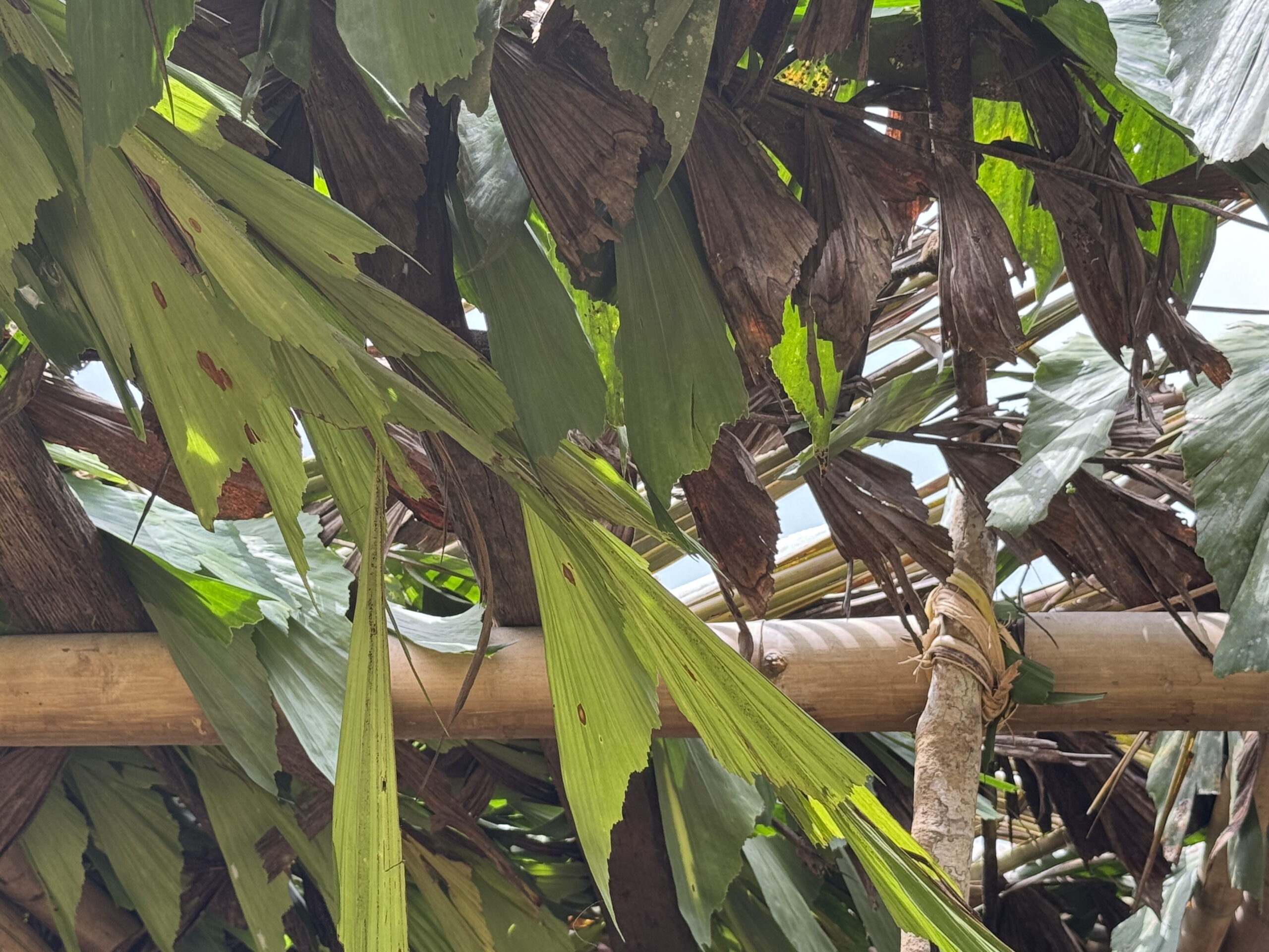 Close-up of green and dried sago-palm leaves layered over a timber frame to form the roof of a traditional shelter.