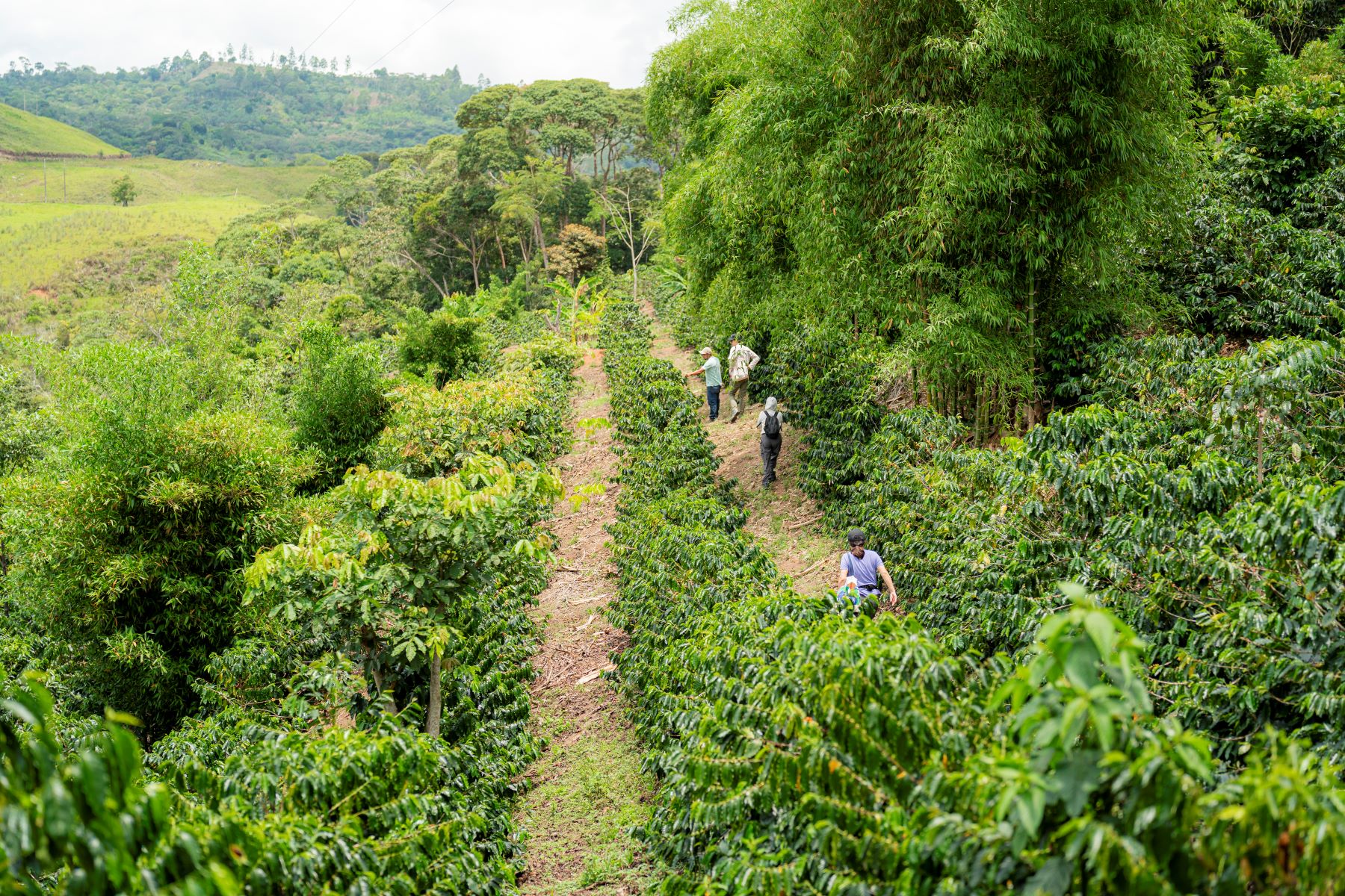 Cómo preparar el café y el cacao del Perú para un mercado libre de deforestación