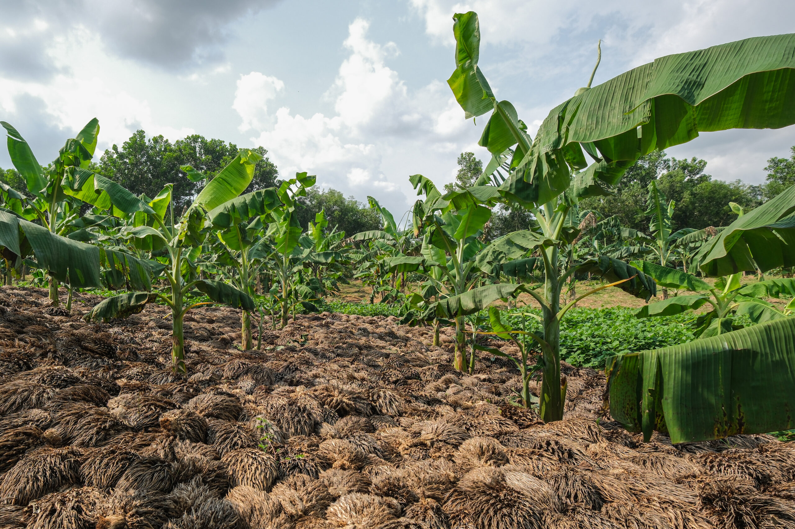 Rows of banana plants growing in soil amended with organic residues from palm oil processing.