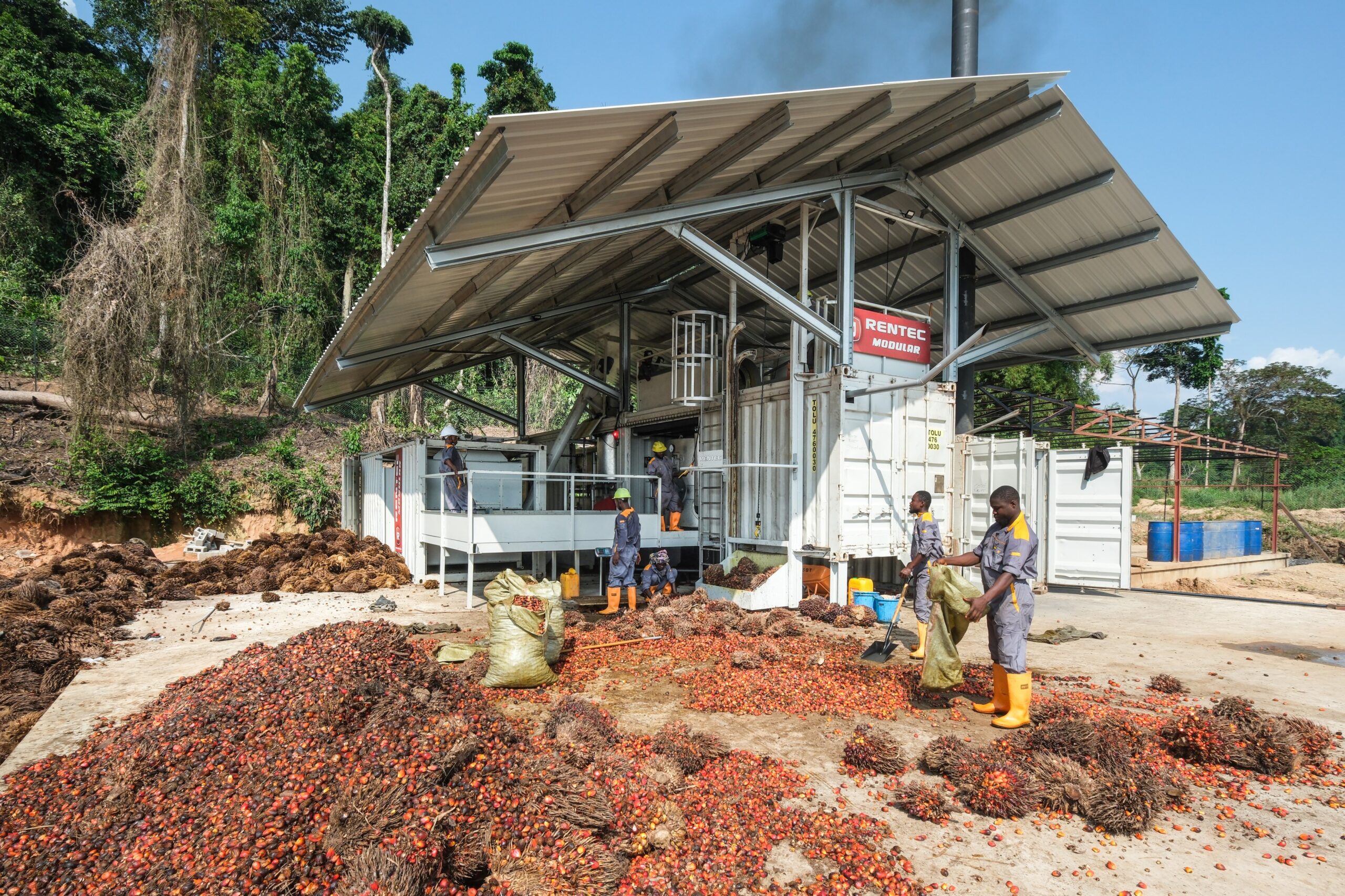 A newly constructed palm oil mill in Yangambi surrounded by piles of processed palm fruit.