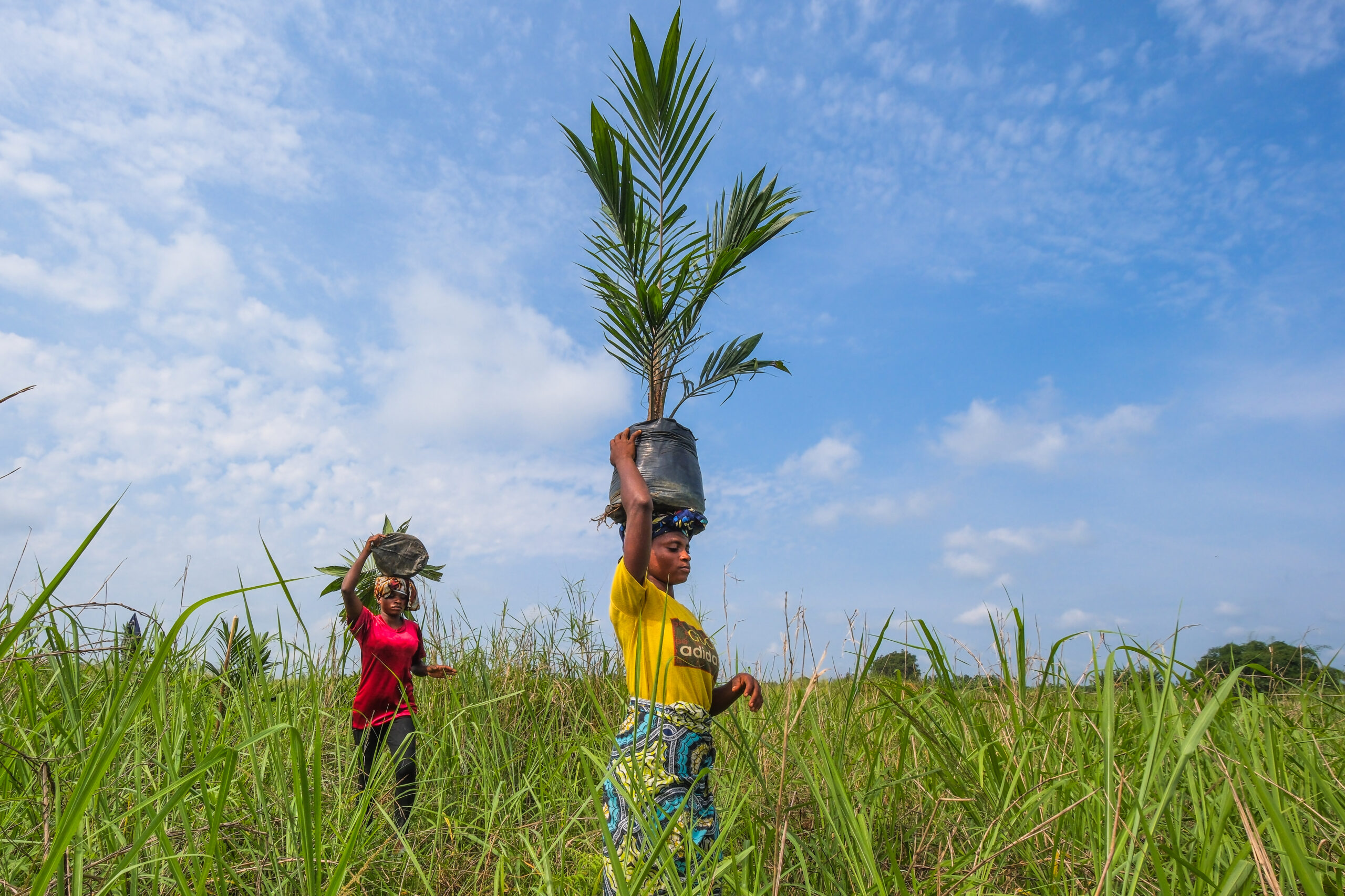 A person carrying a young oil palm across a field where unproductive trees have been removed.
