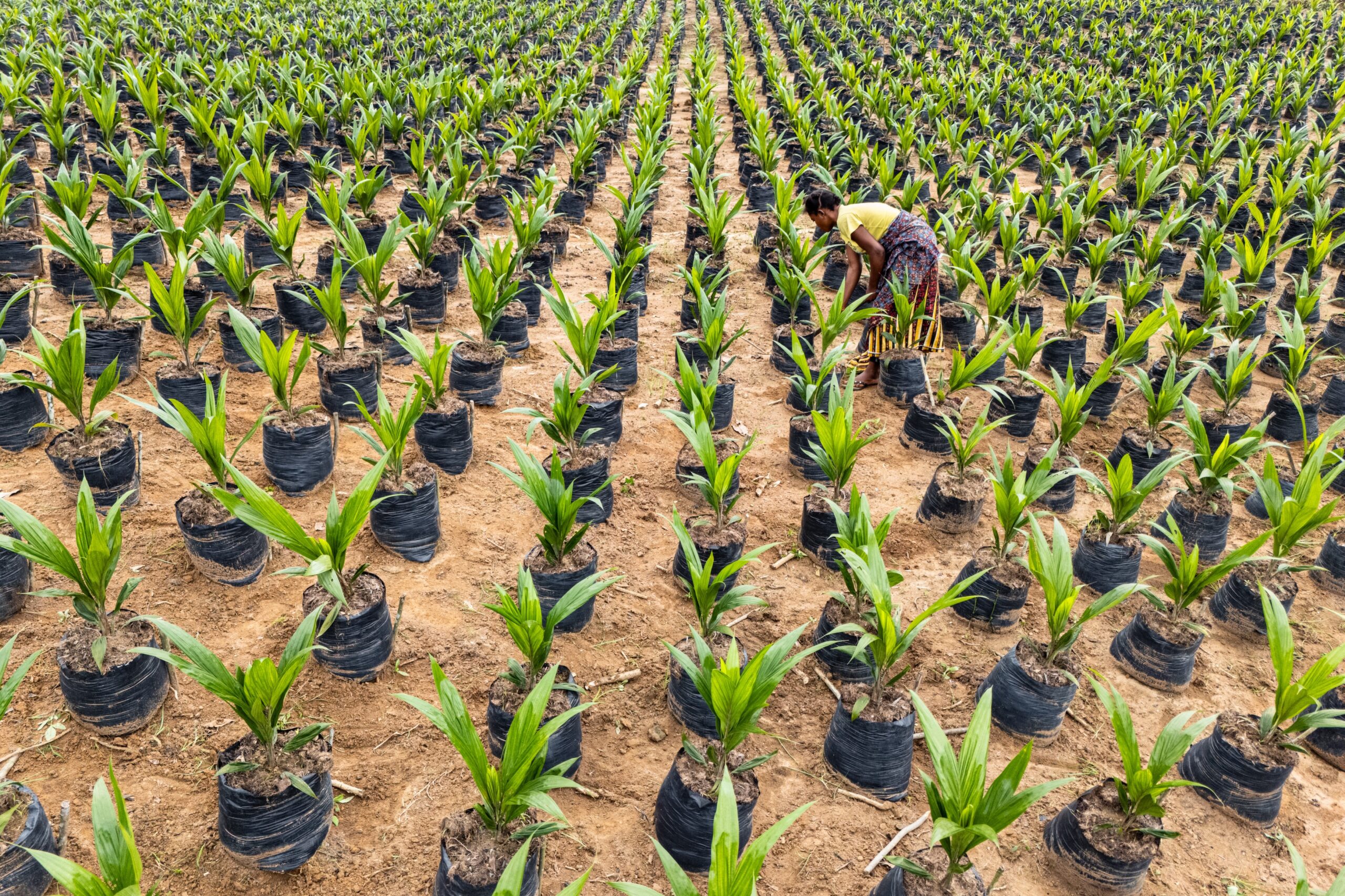 Young oil palms growing in neat rows in a nursery managed by the Landscape Alliance.