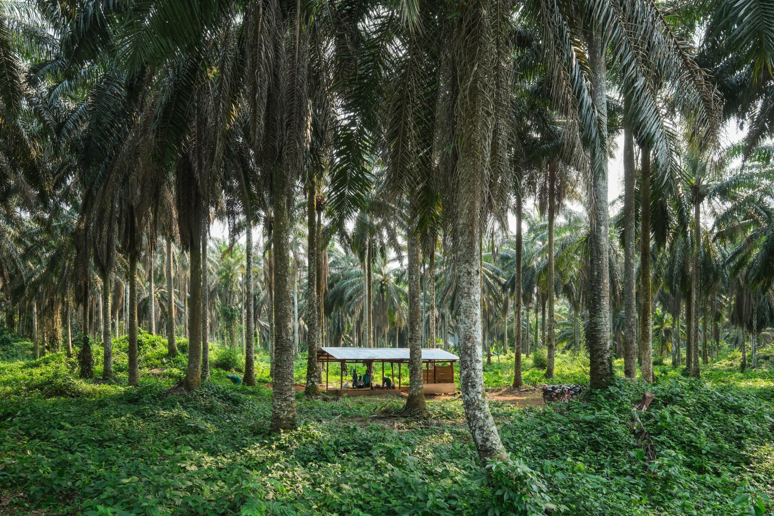 Tall, mature oil palms growing in an ageing plantation at Yangambi.