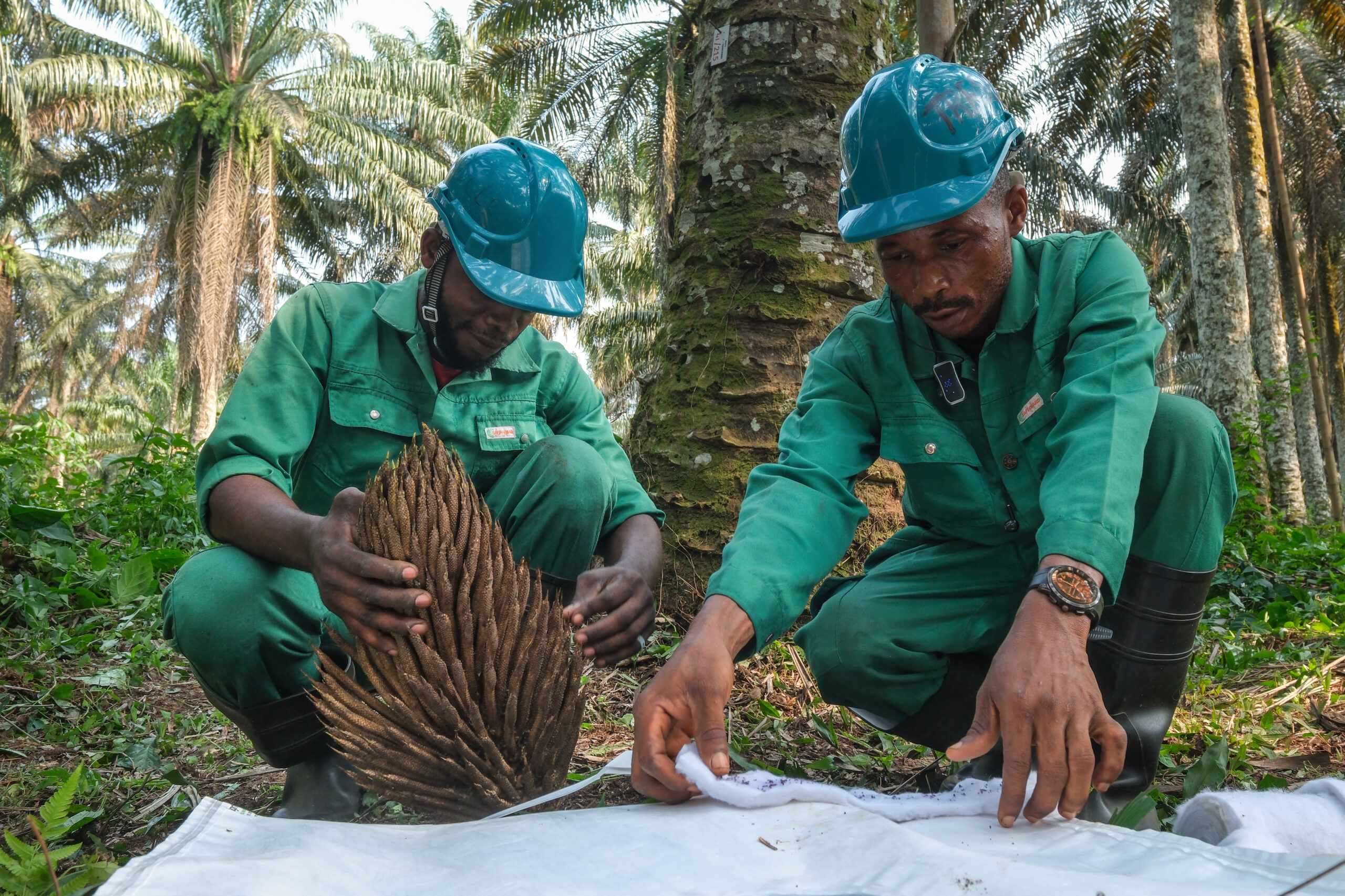INERA technicians examining a male oil palm inflorescence for pollen production.