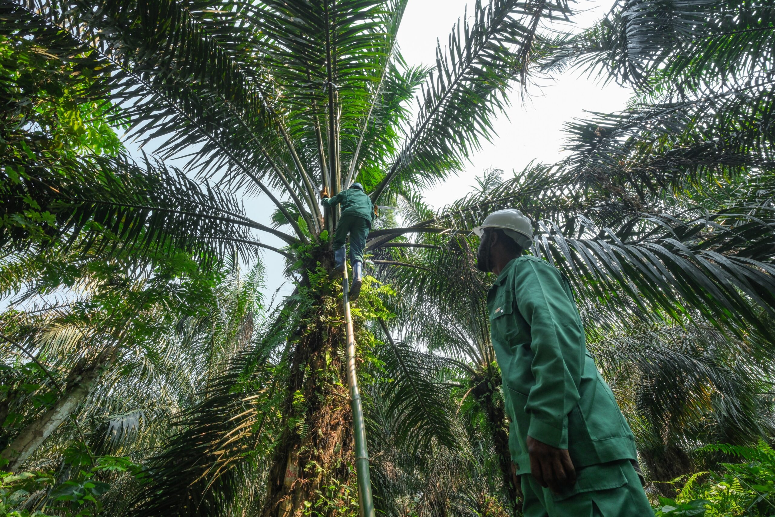 An INERA technician working on a female oil palm inflorescence during controlled pollination.
