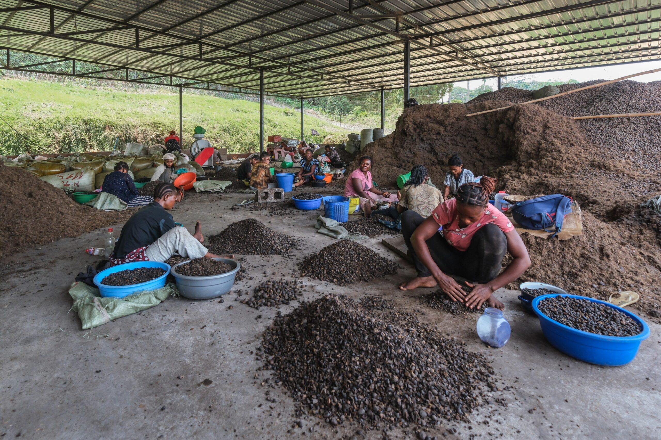 Workers sorting and processing palm kernels beneath a covered structure.