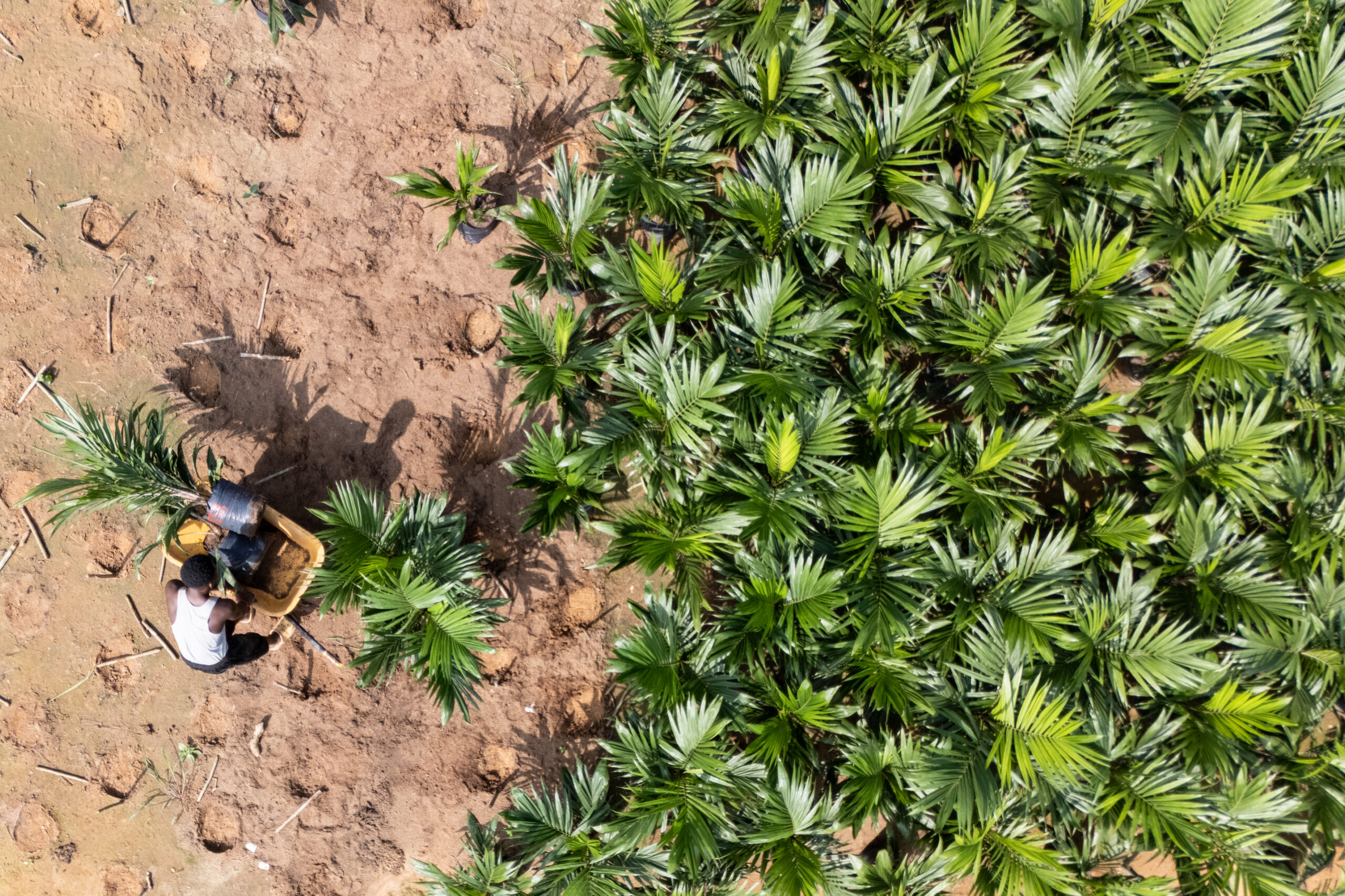 A new chapter for sustainable palm oil in Yangambi, Democratic Republic of Congo