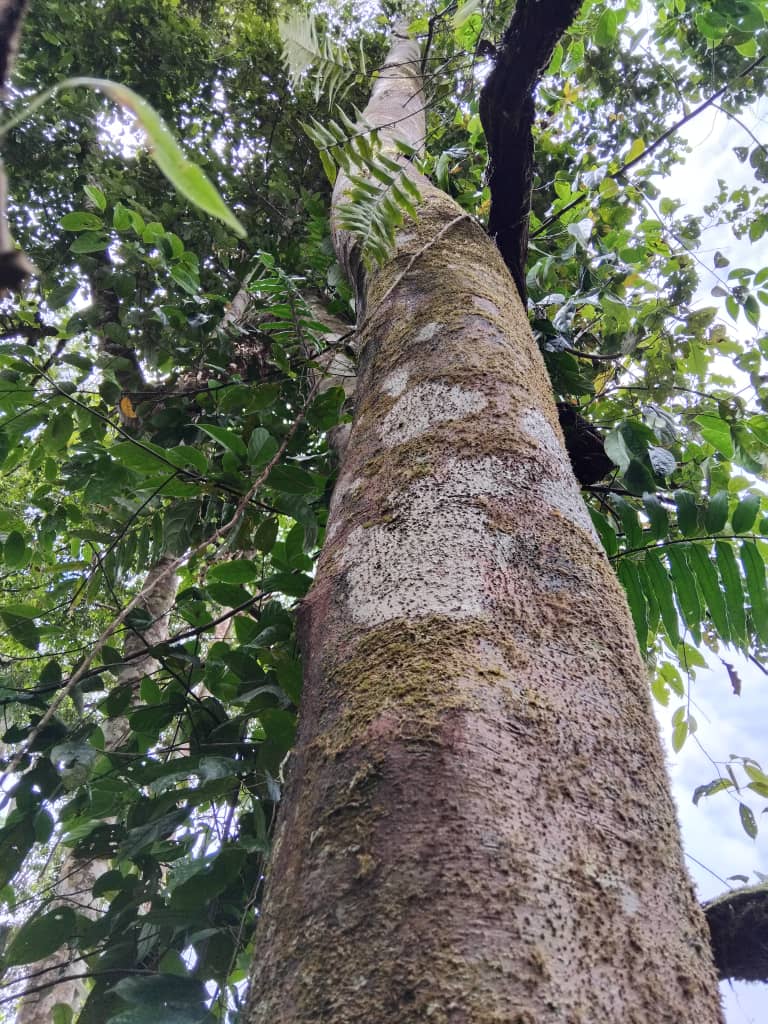 View looking up the trunk of a masoi tree through its canopy of branches and green leaves.