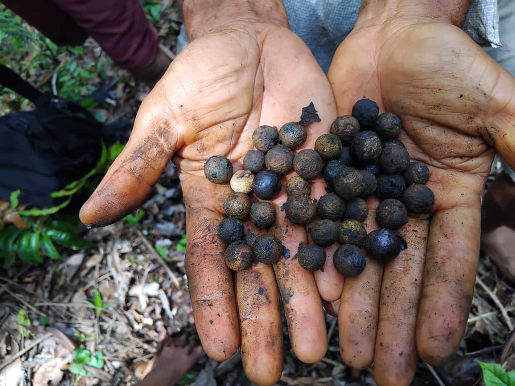 Close-up of small, round, dark brown and black masoi seeds held in a person’s hands in a tropical forest.