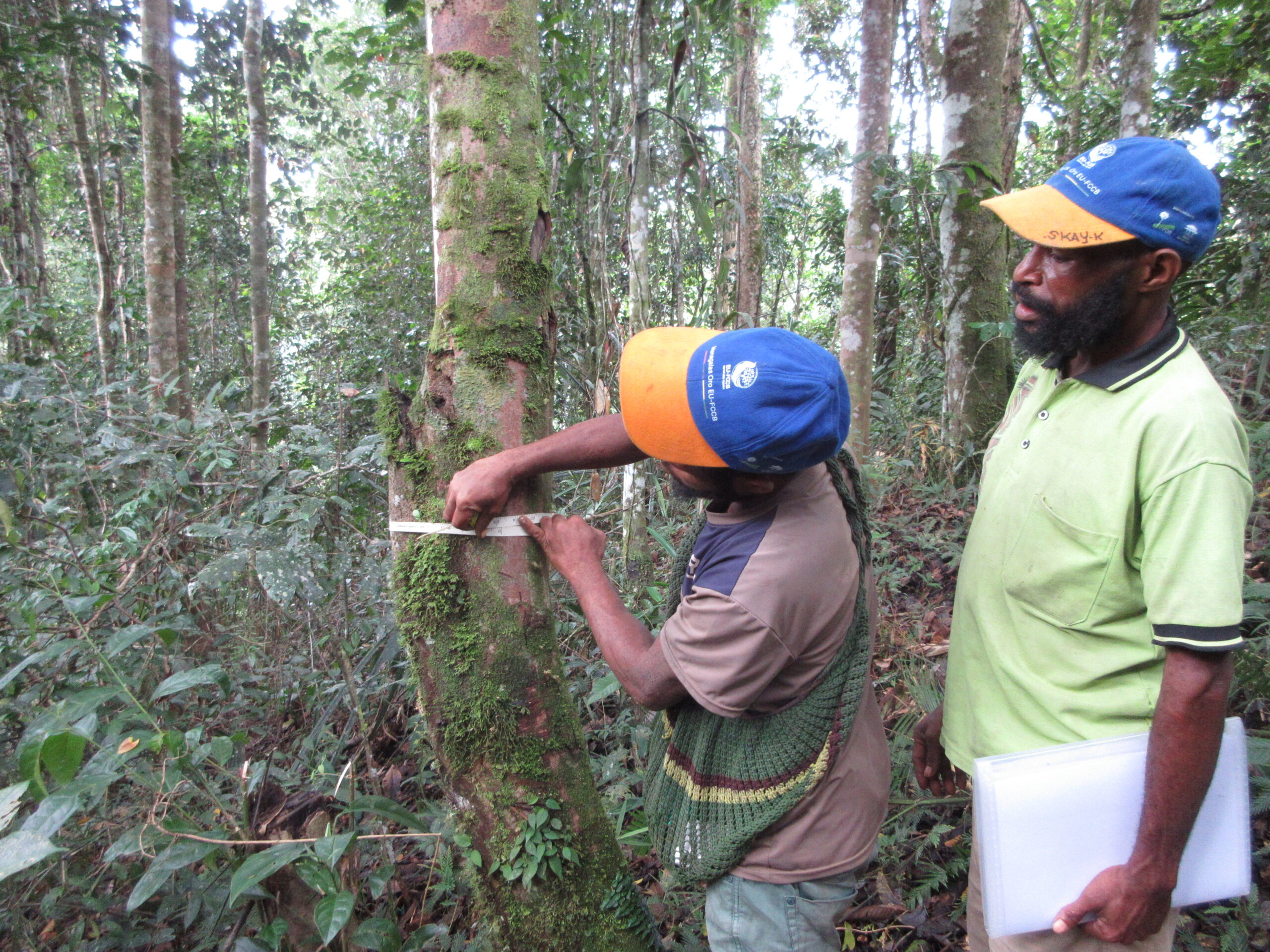 Two men examine a tree in a tropical forest, with one measuring its trunk using a tape measure while the other holds a notebook.