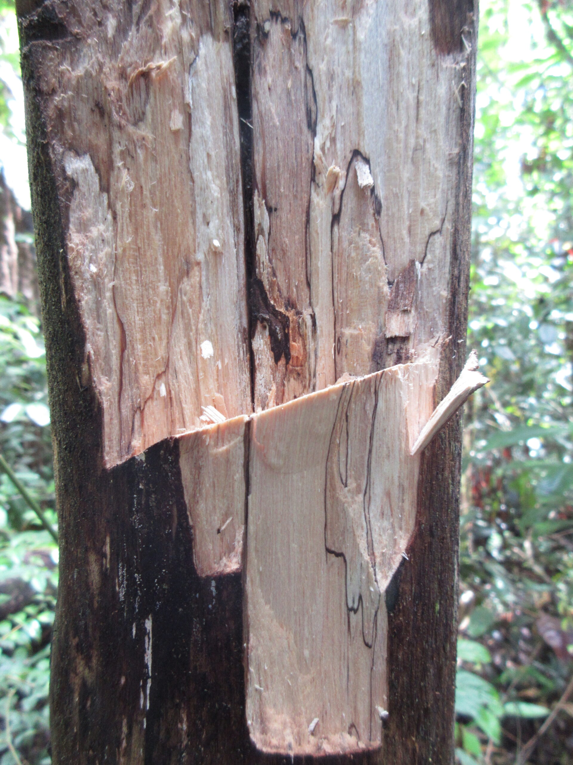 Close-up of a masoi tree trunk with large sections of bark cut away, exposing the wood beneath.