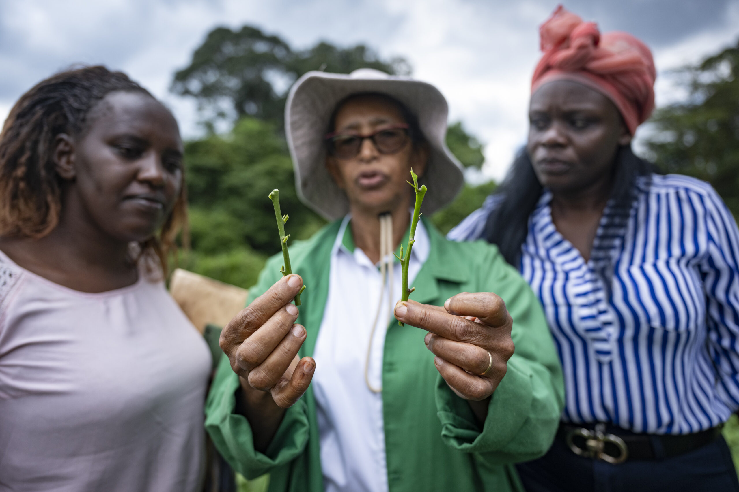 A woman demonstrates grafting techniques on young tree cuttings during training in an established mother block in Kenya.