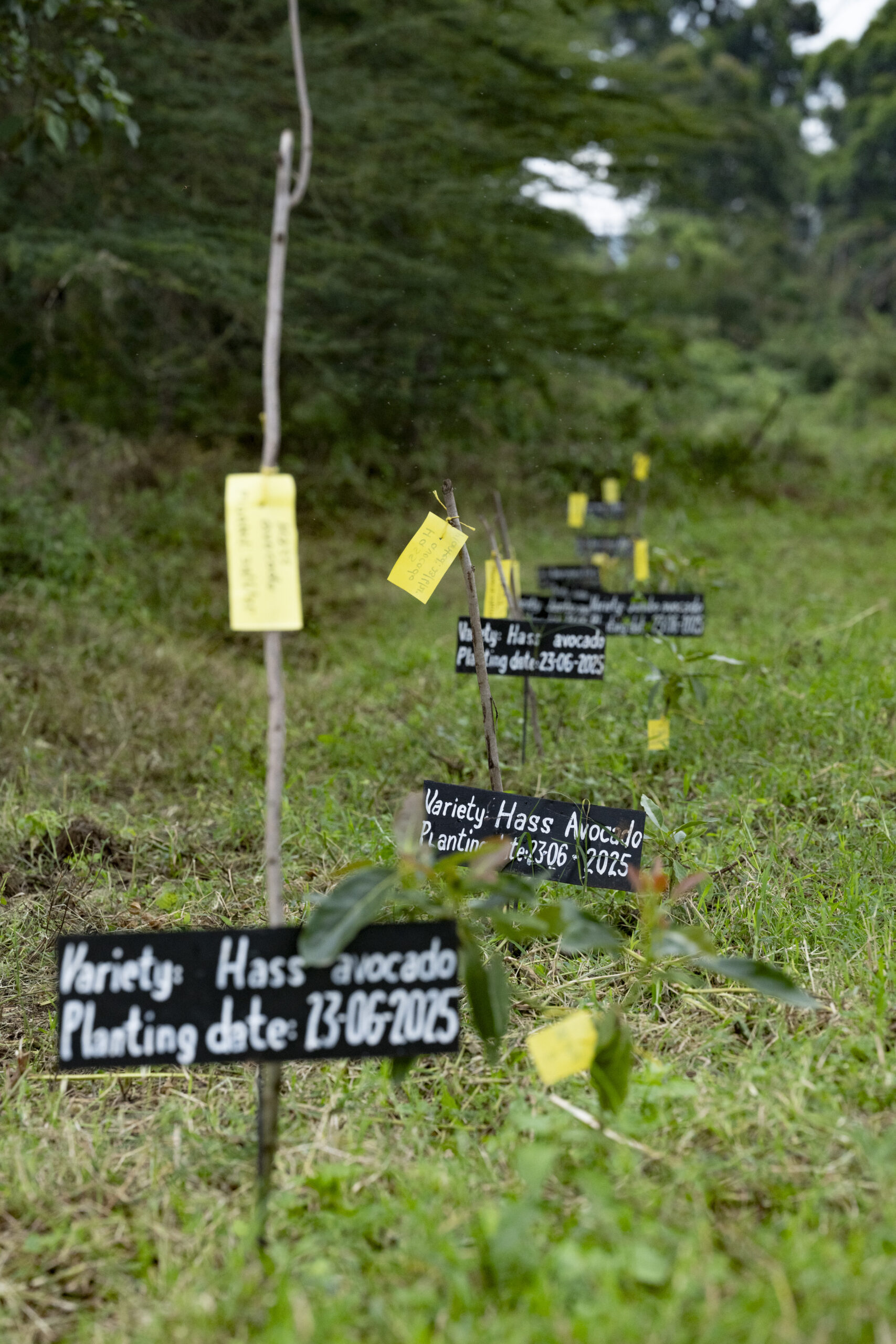 Young avocado trees labelled by variety and planting date in a mother block in Kenya.